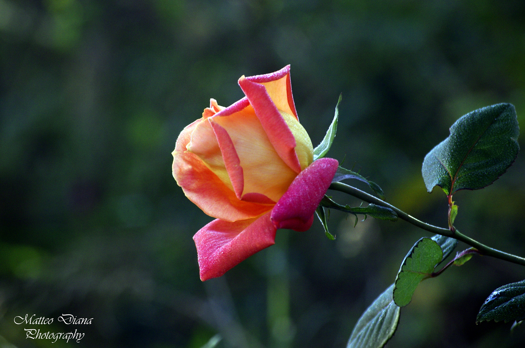 Pentax K-5 sample photo. _igp7888.jpg photography