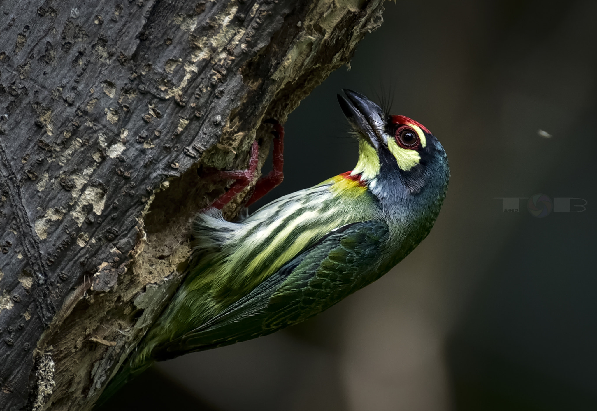 Nikon AF-S Nikkor 600mm F4D ED-IF II sample photo. Fivecolor bird photography