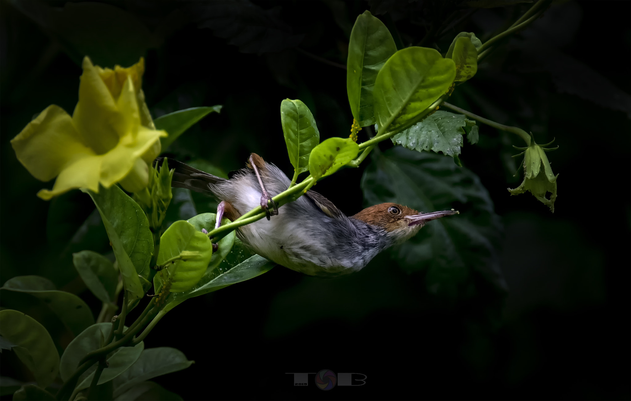 Nikon AF-S Nikkor 600mm F4D ED-IF II sample photo