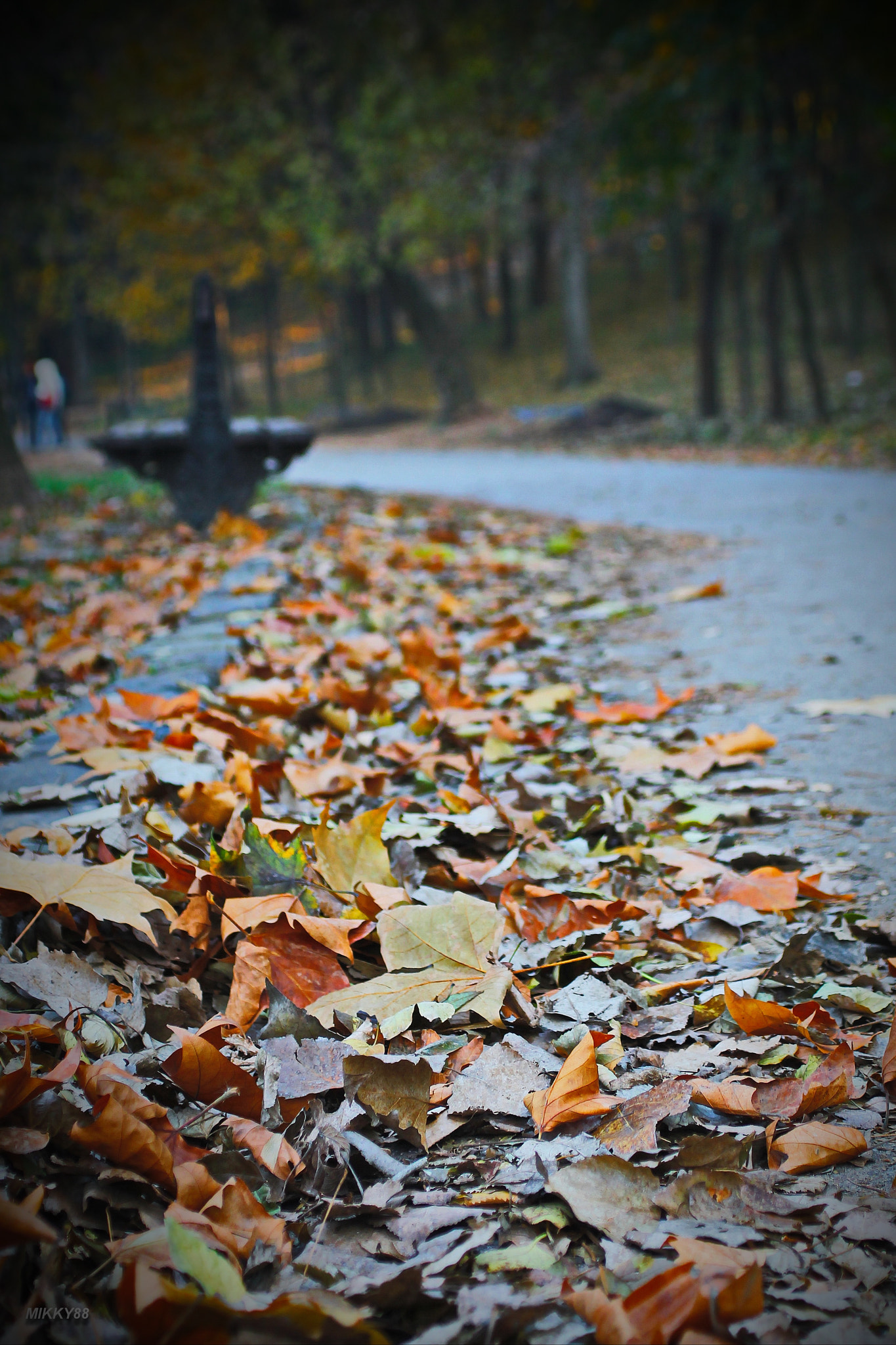 Canon EOS 1100D (EOS Rebel T3 / EOS Kiss X50) + Sigma 24-70mm F2.8 EX DG Macro sample photo. Autumn dream photography