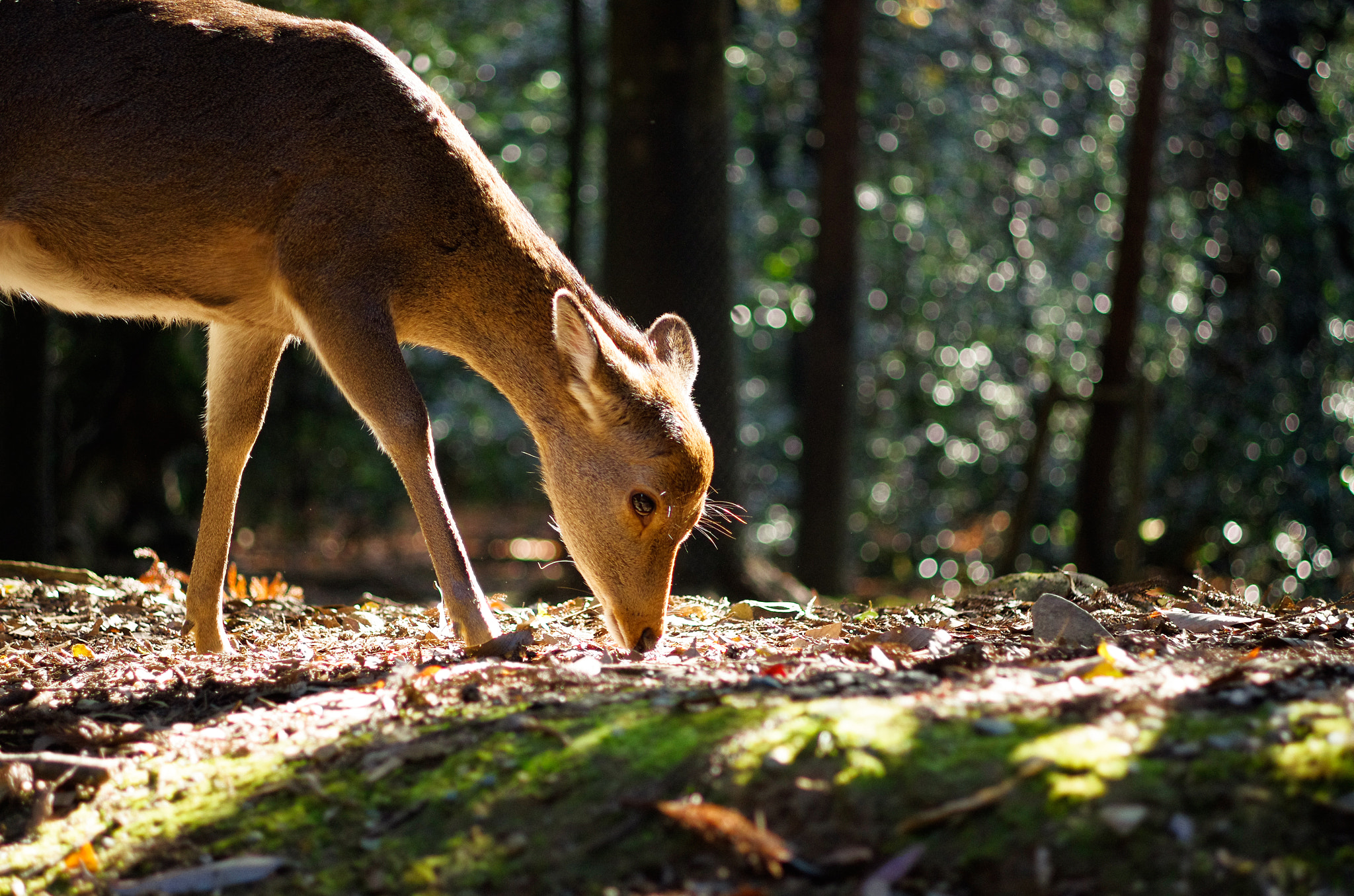 Pentax K-5 sample photo. Deer park photography