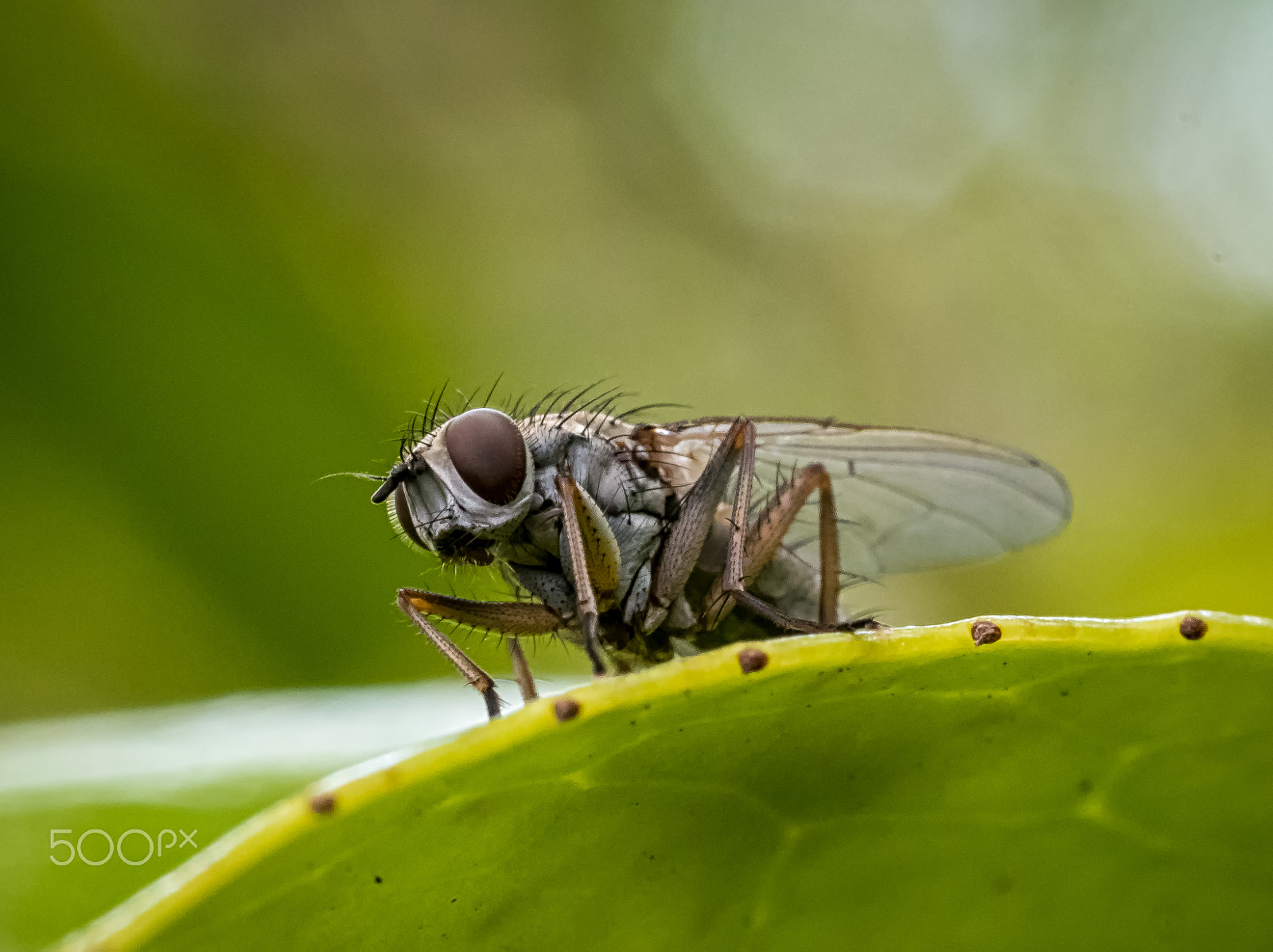 Panasonic Leica DG Macro-Elmarit 45mm F2.8 ASPH OIS sample photo. Watching you! photography