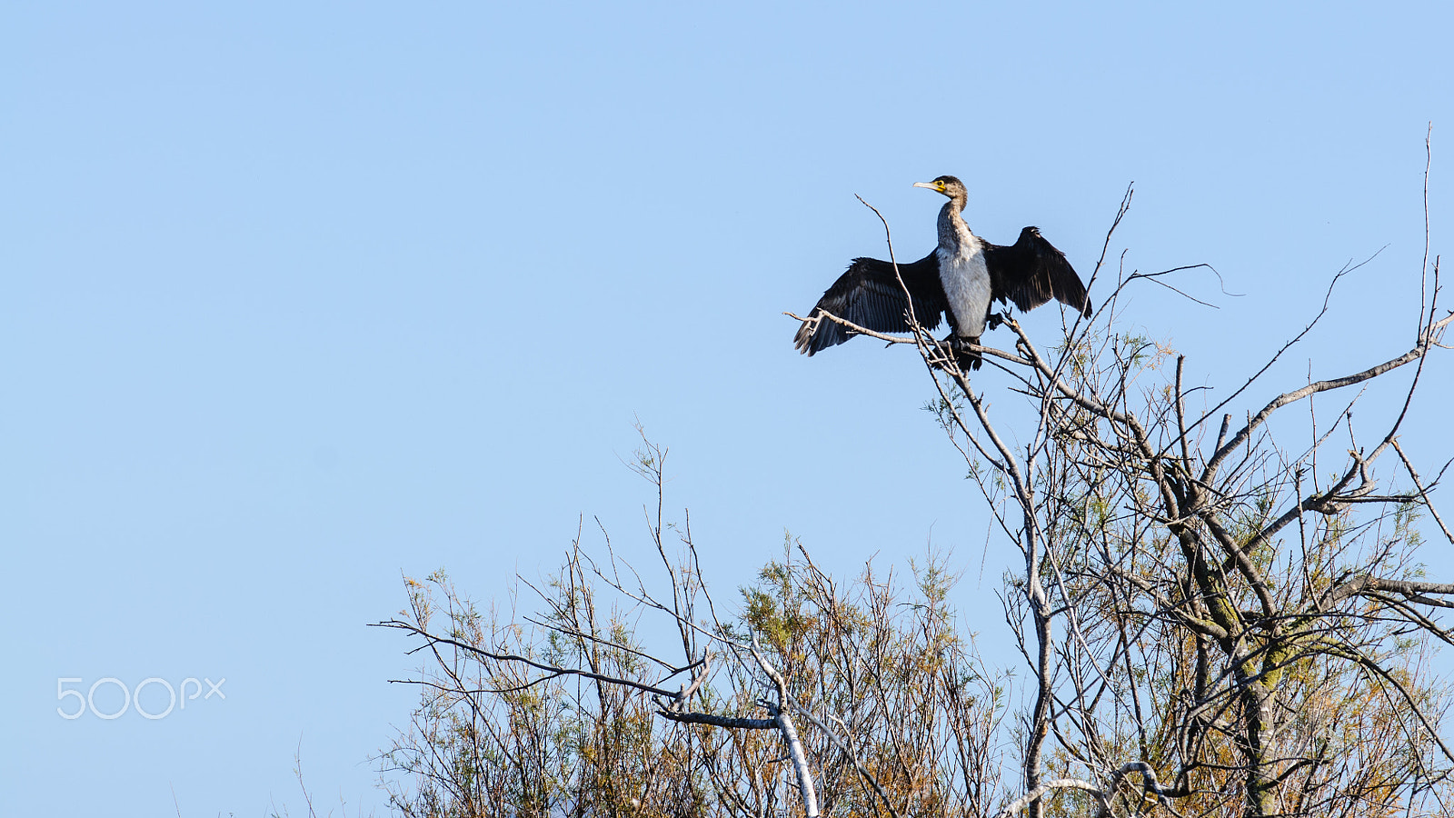 Nikon AF-S Nikkor 300mm F2.8G ED-IF VR sample photo. Perching, sunbathing and drying photography