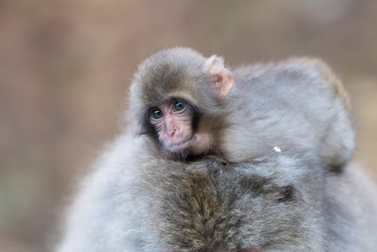 Sony Planar T* 85mm F1.4 ZA sample photo. Childhood photography