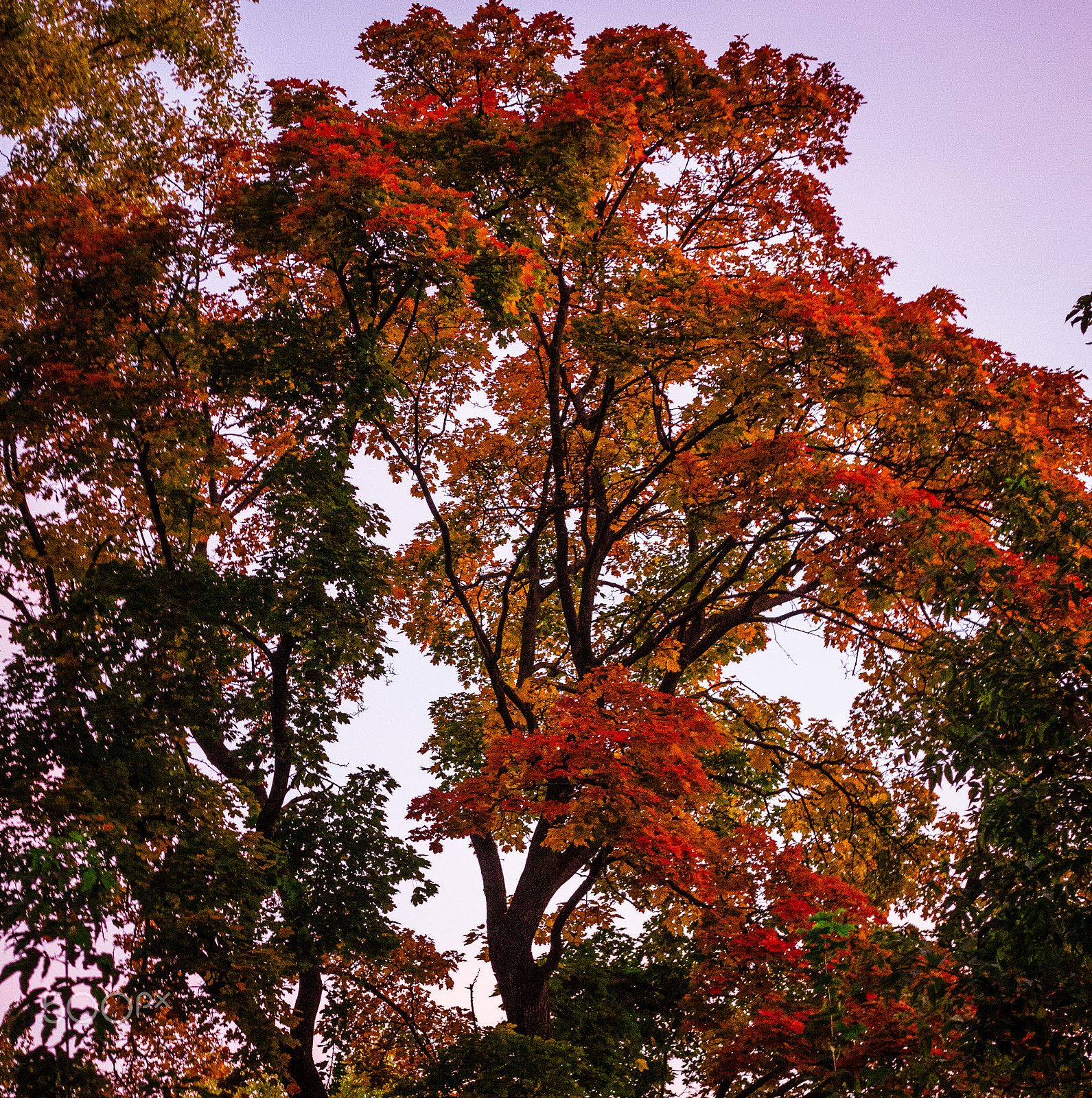 Panasonic Lumix DMC-G6 + Sigma 30mm F2.8 DN Art sample photo. Autumn tree photography
