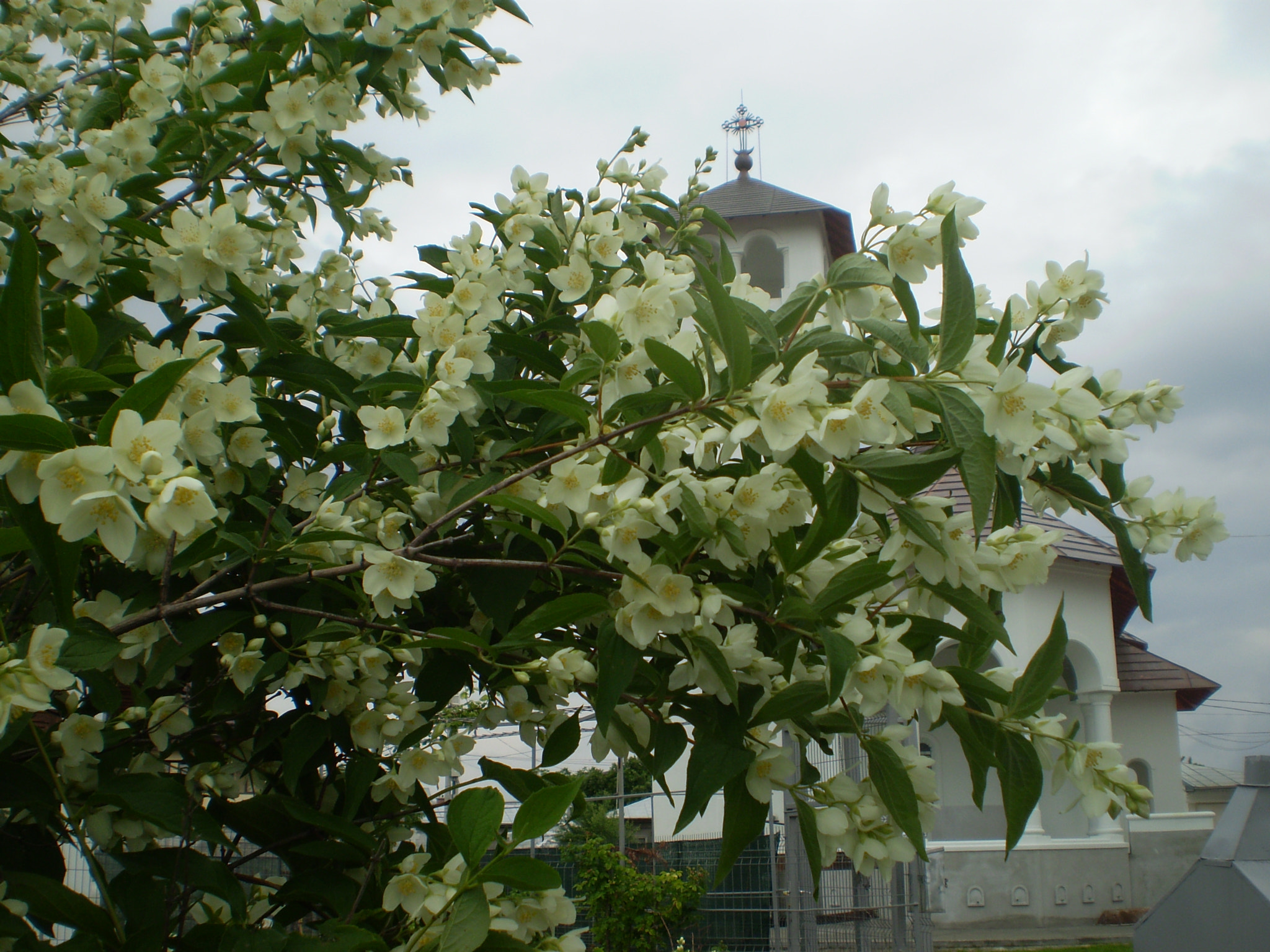 Olympus FE210,X775 sample photo. Jasmine shrub photography