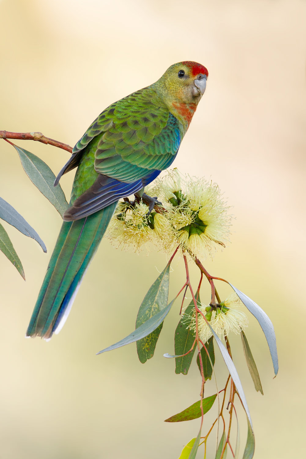 Canon EOS 7D + Canon EF 800mm F5.6L IS USM sample photo. Western rosella photography