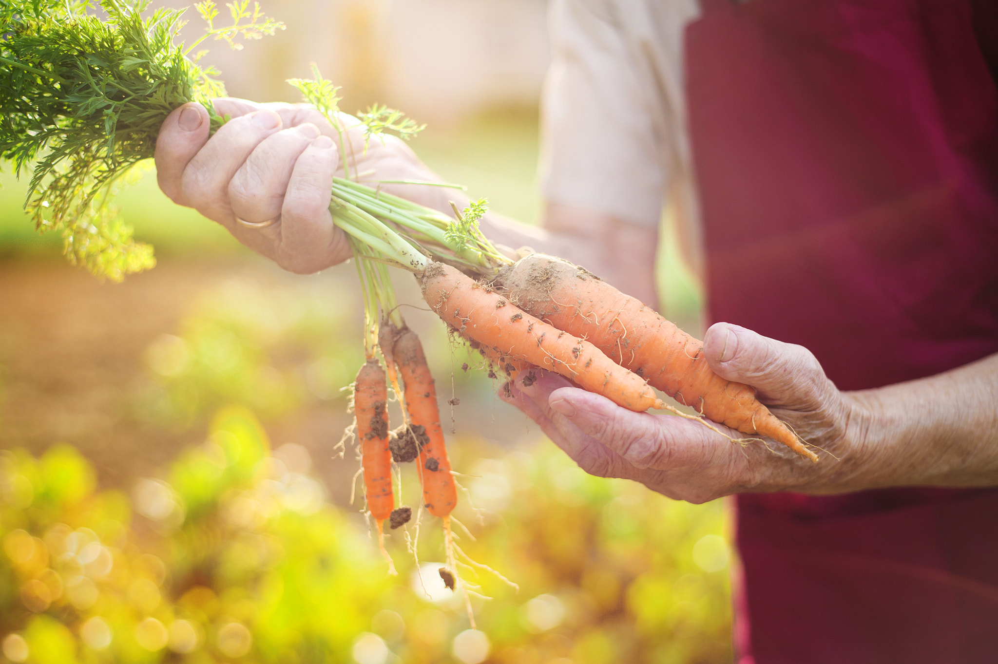 Nikon D4S + Nikon AF Nikkor 50mm F1.8D sample photo. Senior woman harvesting carrots photography