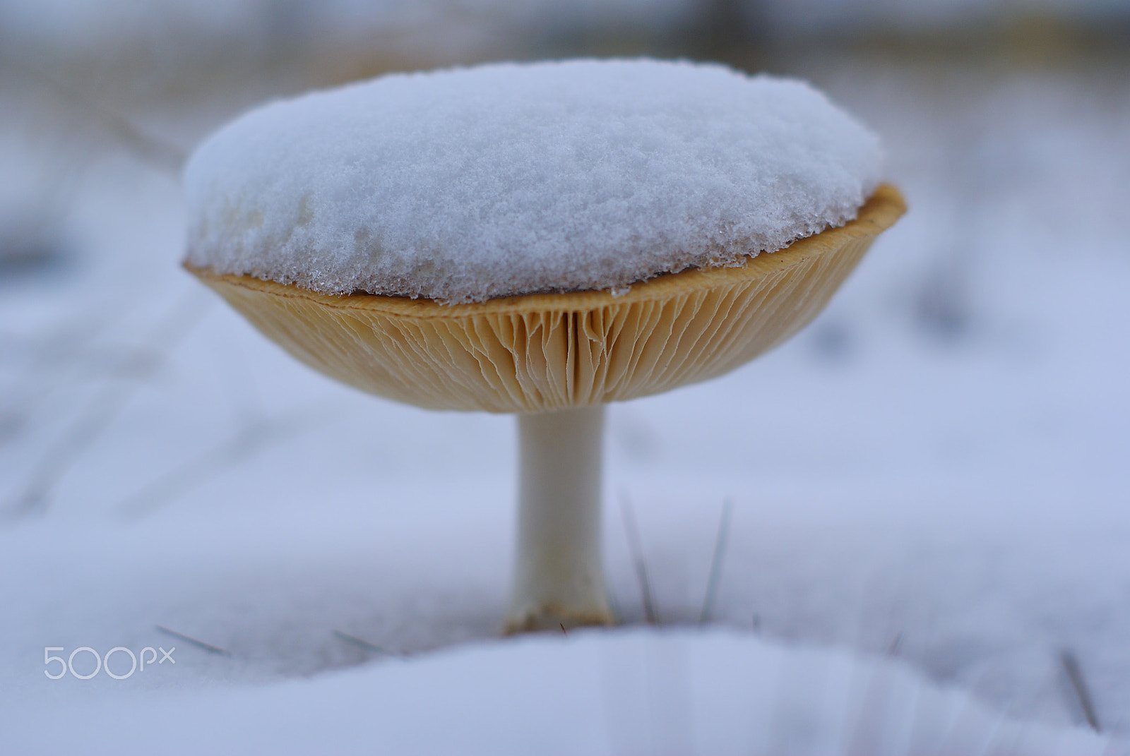 Sony Alpha DSLR-A330 + Sony DT 50mm F1.8 SAM sample photo. Grzyb pod puchatą kołderką photography