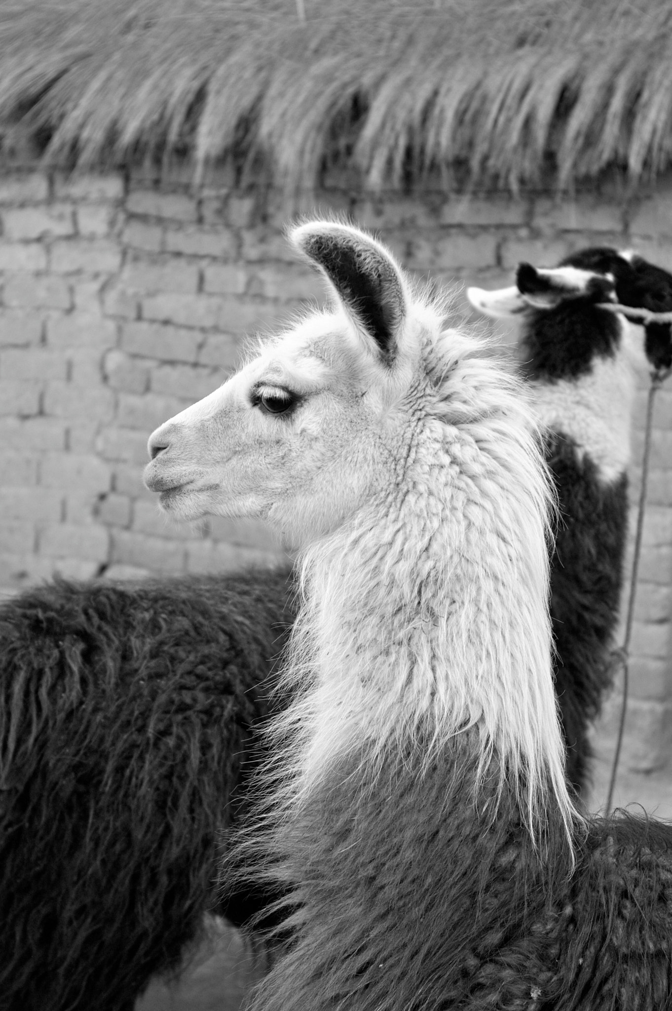 Pentax K110D sample photo. Llama photography