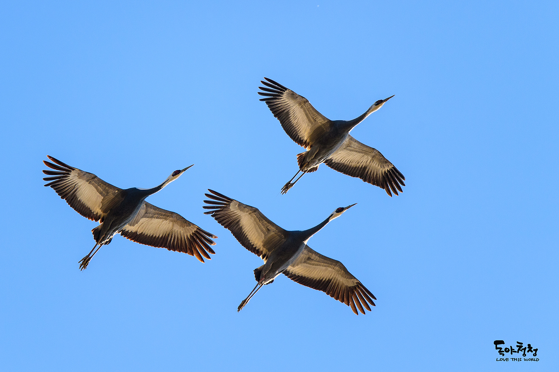 Nikon D4S sample photo. White-naped crane photography