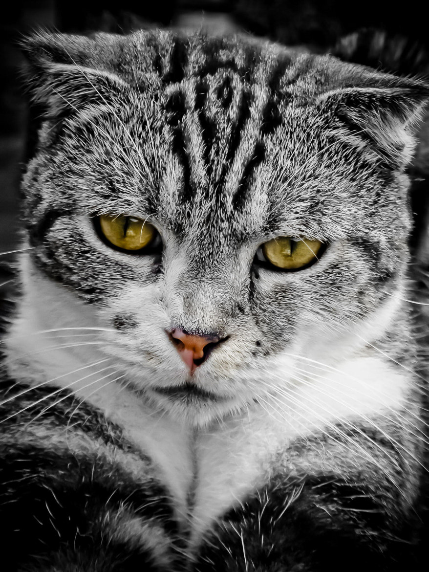 Sony DSC-T77 sample photo. Tabby photography