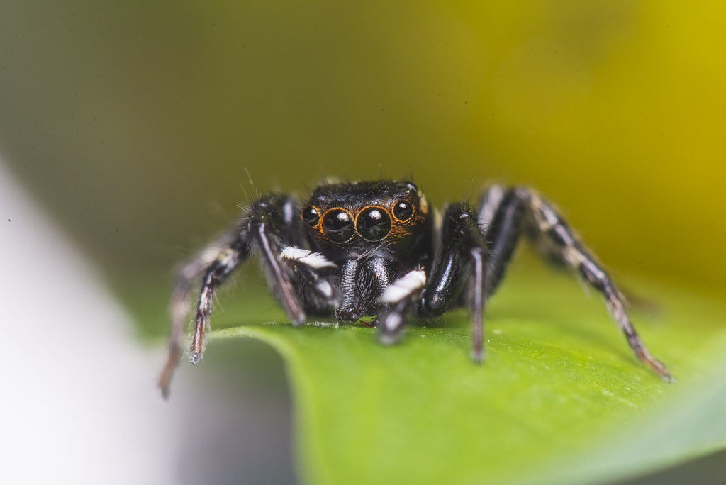 Black Jumping Spider? by Suparmanto Bong on 500px.com