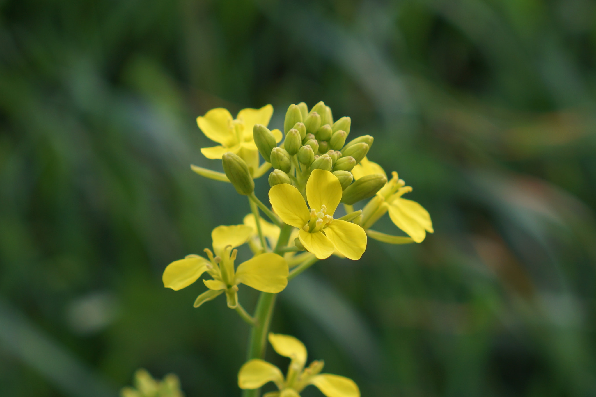 Sony a5100 + Sony E 35mm F1.8 OSS sample photo. Flower of mustard photography