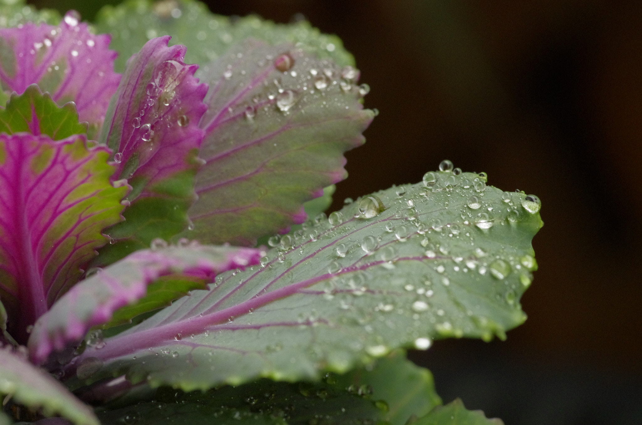 Pentax smc D-FA 100mm F2.8 Macro WR sample photo. _igp5538.jpg photography
