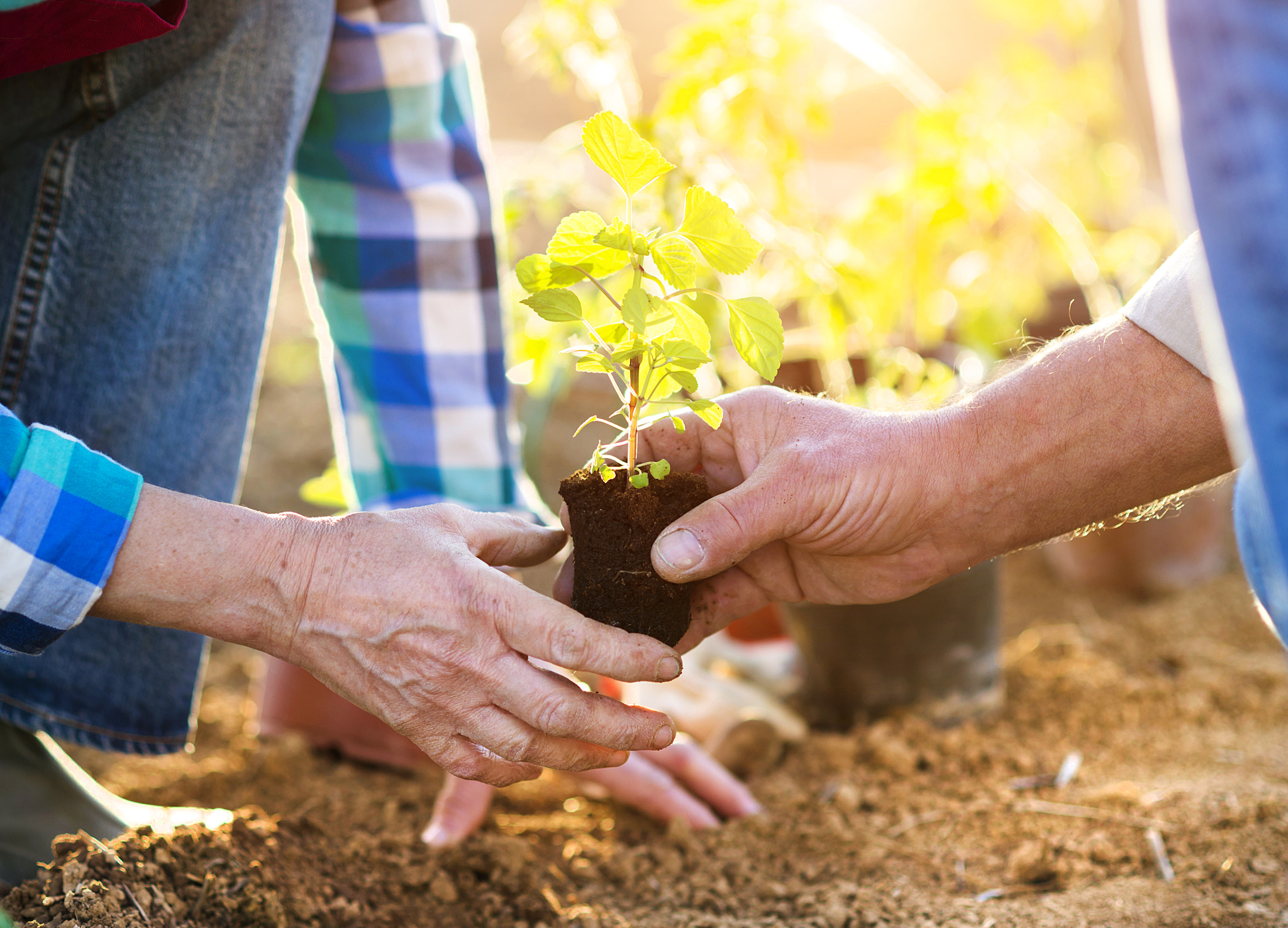 Nikon D4S + Nikon AF Nikkor 85mm F1.8D sample photo. Senior couple planting seedlings photography