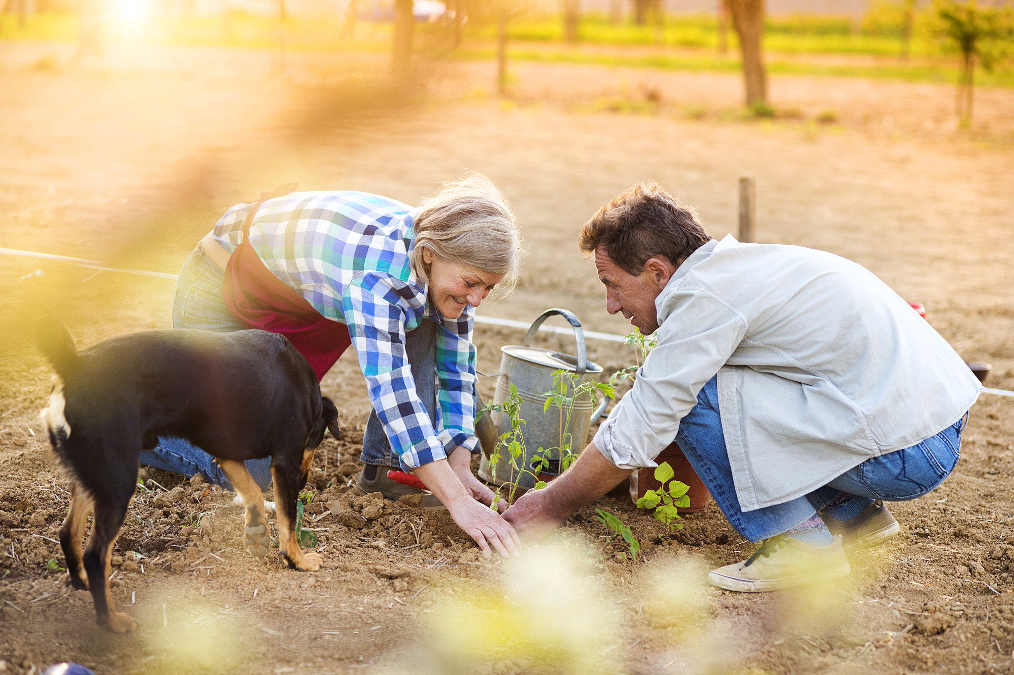 Nikon D4S + Nikon AF Nikkor 85mm F1.8D sample photo. Senior couple planting seedlings photography