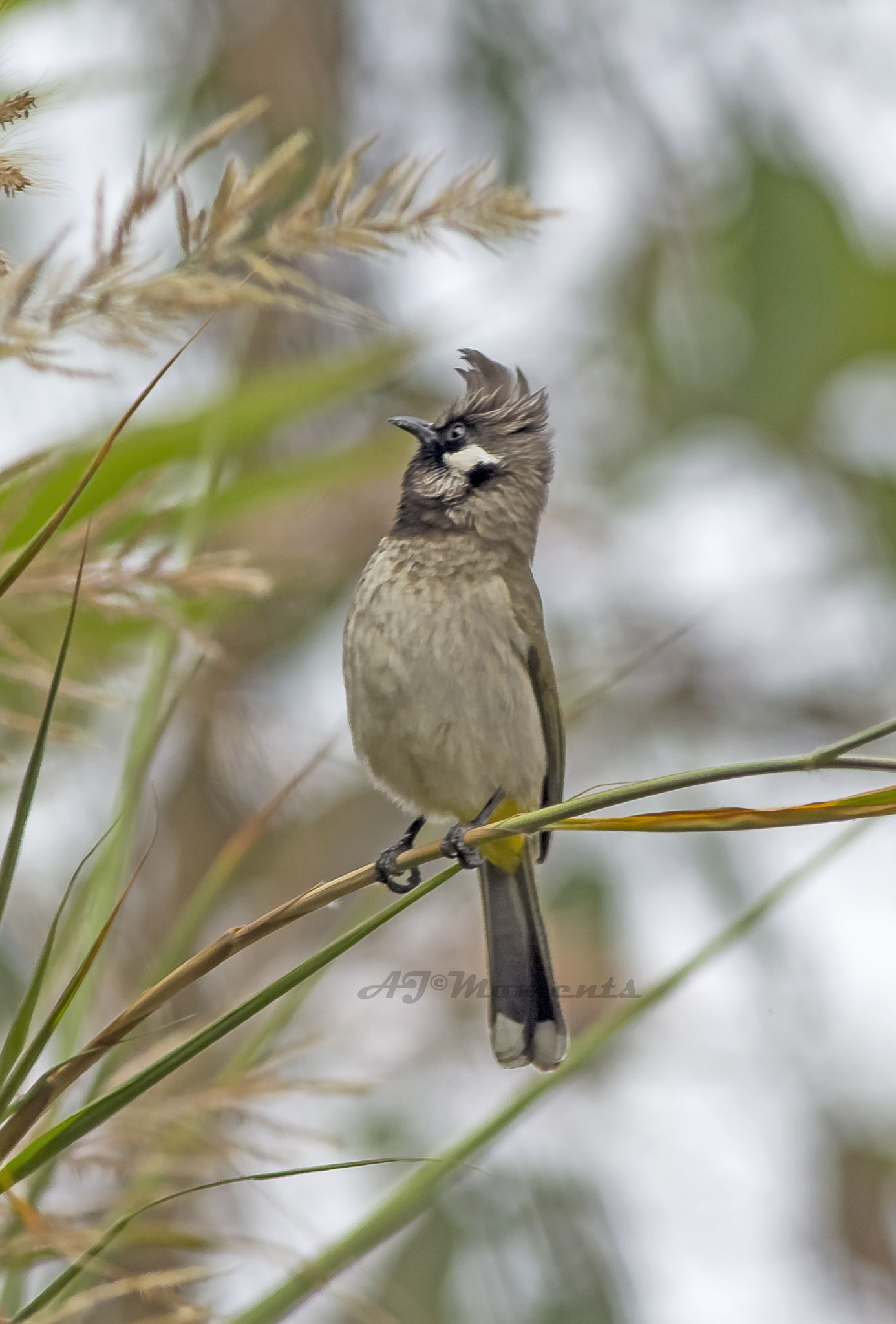 Canon EOS 60D + Canon EF 400mm F5.6L USM sample photo. Yellow vented bulbul photography