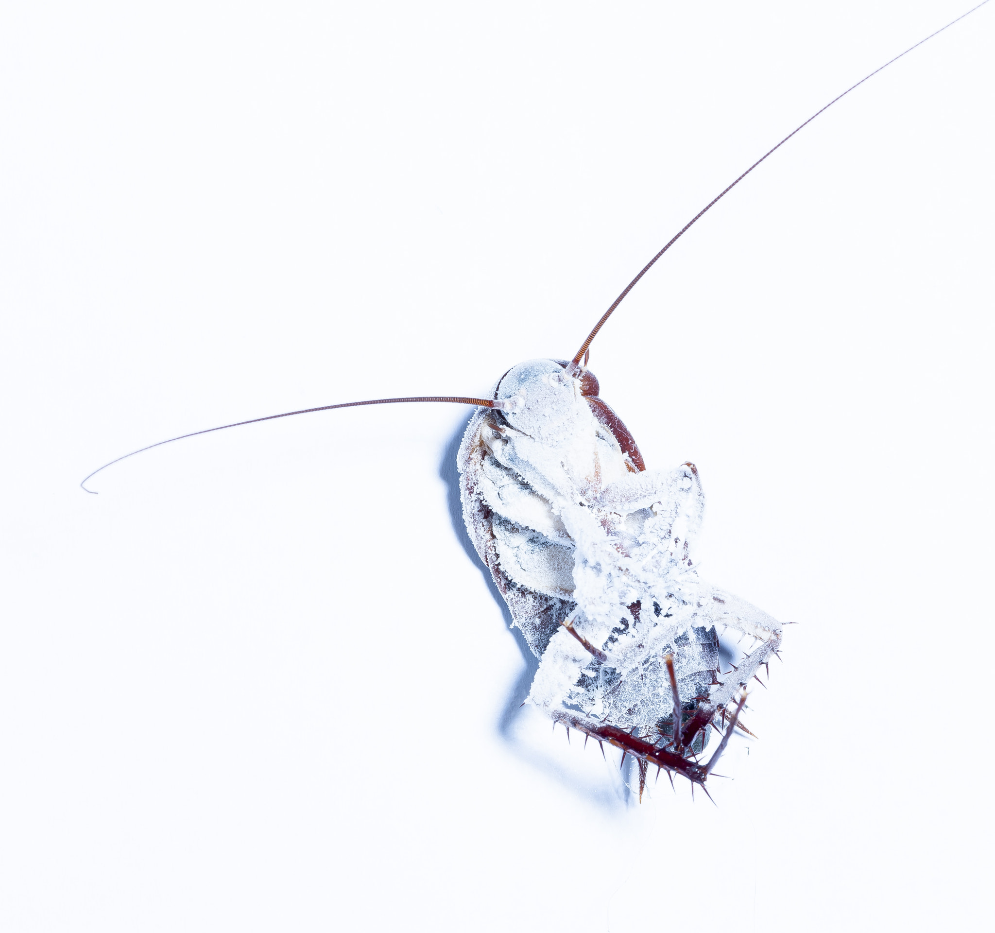 Nikon D3X sample photo. Freezed cockroach photography