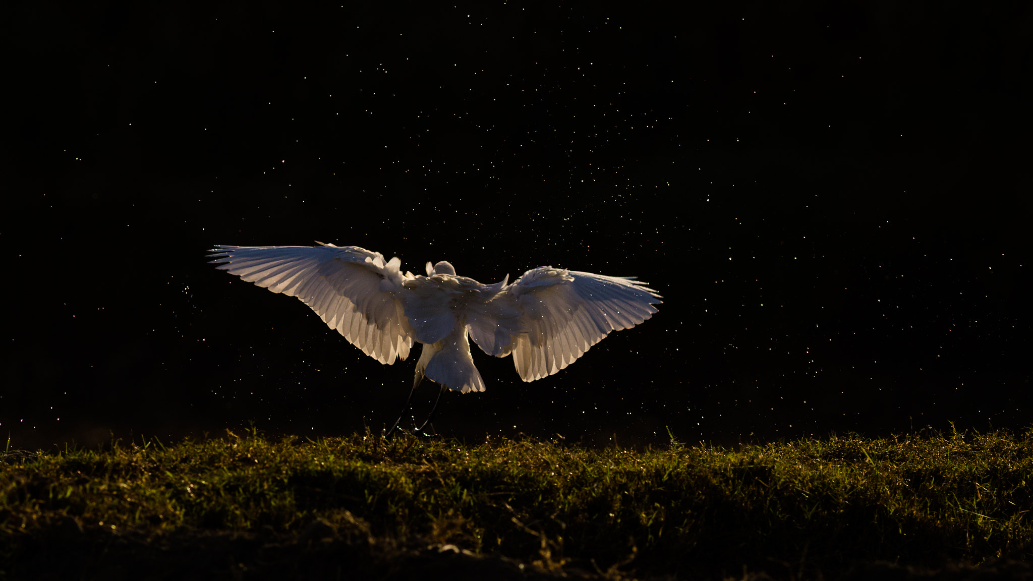 Canon EOS-1D Mark IV + Canon EF 400mm F5.6L USM sample photo. Diamonds in the air photography