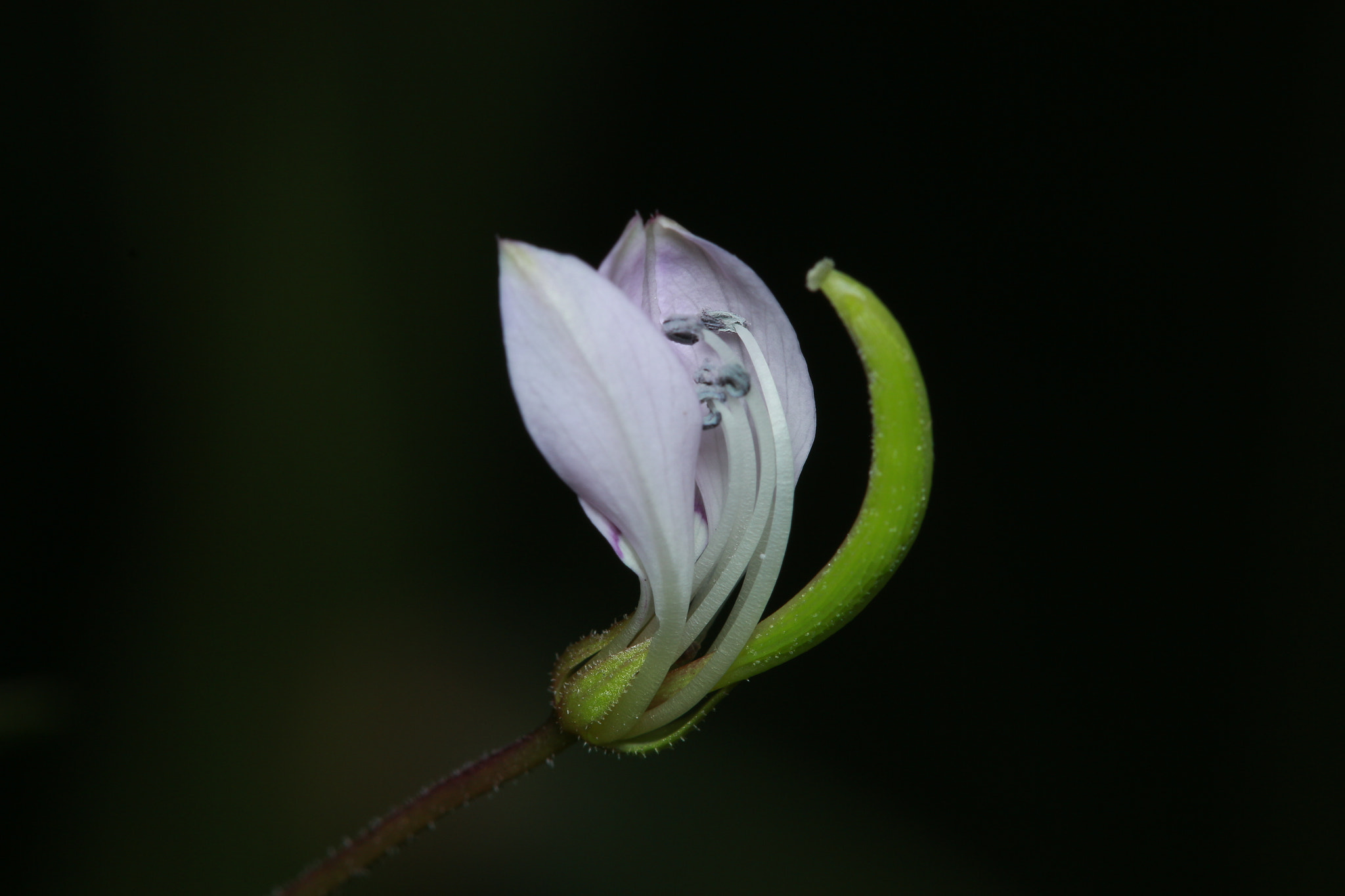 Canon EF 100mm F2.8 Macro USM sample photo. Moon flower photography