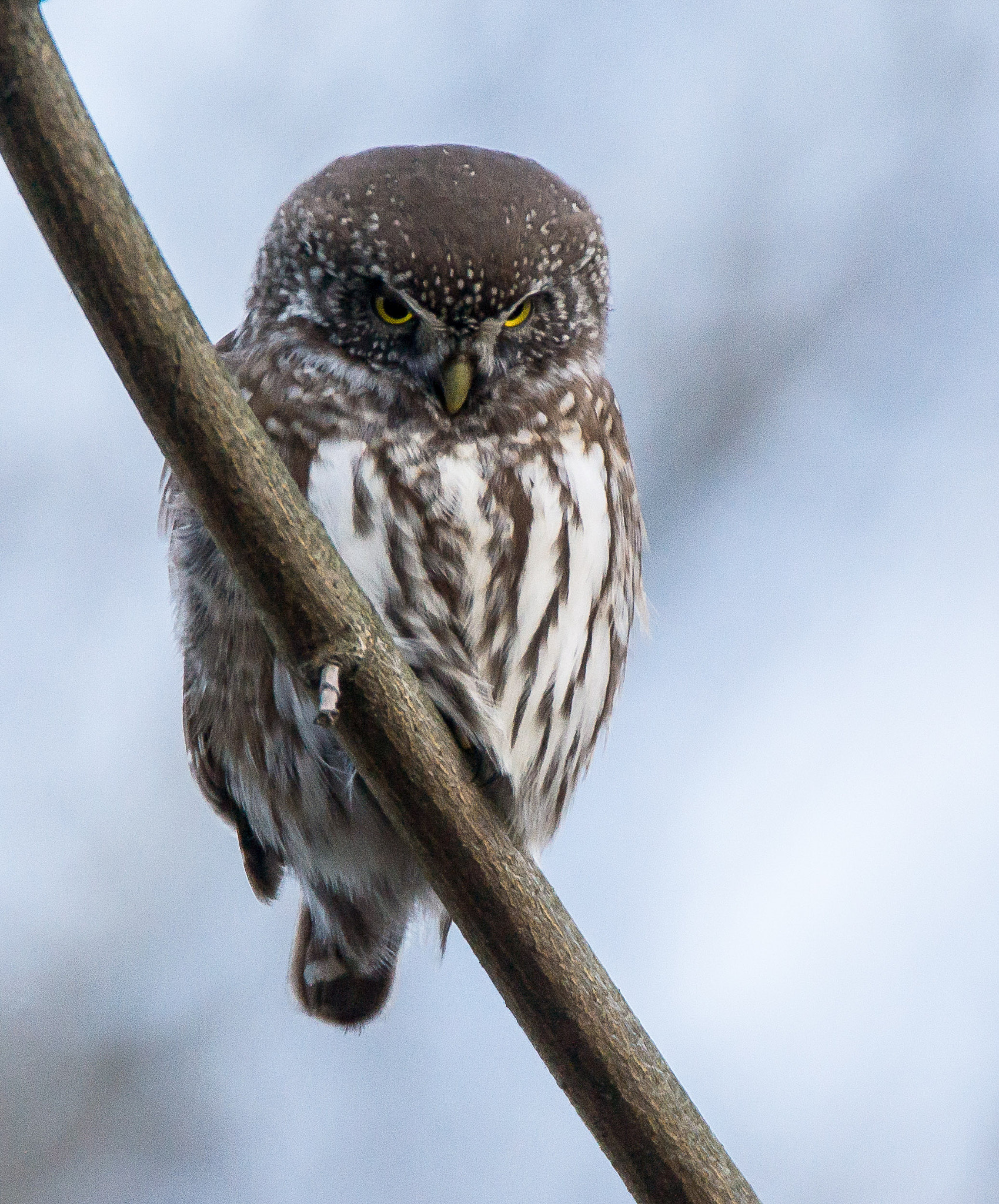 Sony SLT-A65 (SLT-A65V) + Tamron SP 150-600mm F5-6.3 Di VC USD sample photo. Angry birds photography