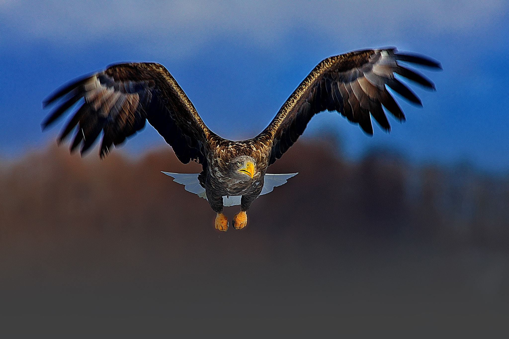 Sony Alpha DSLR-A550 sample photo. Spread your wings photography
