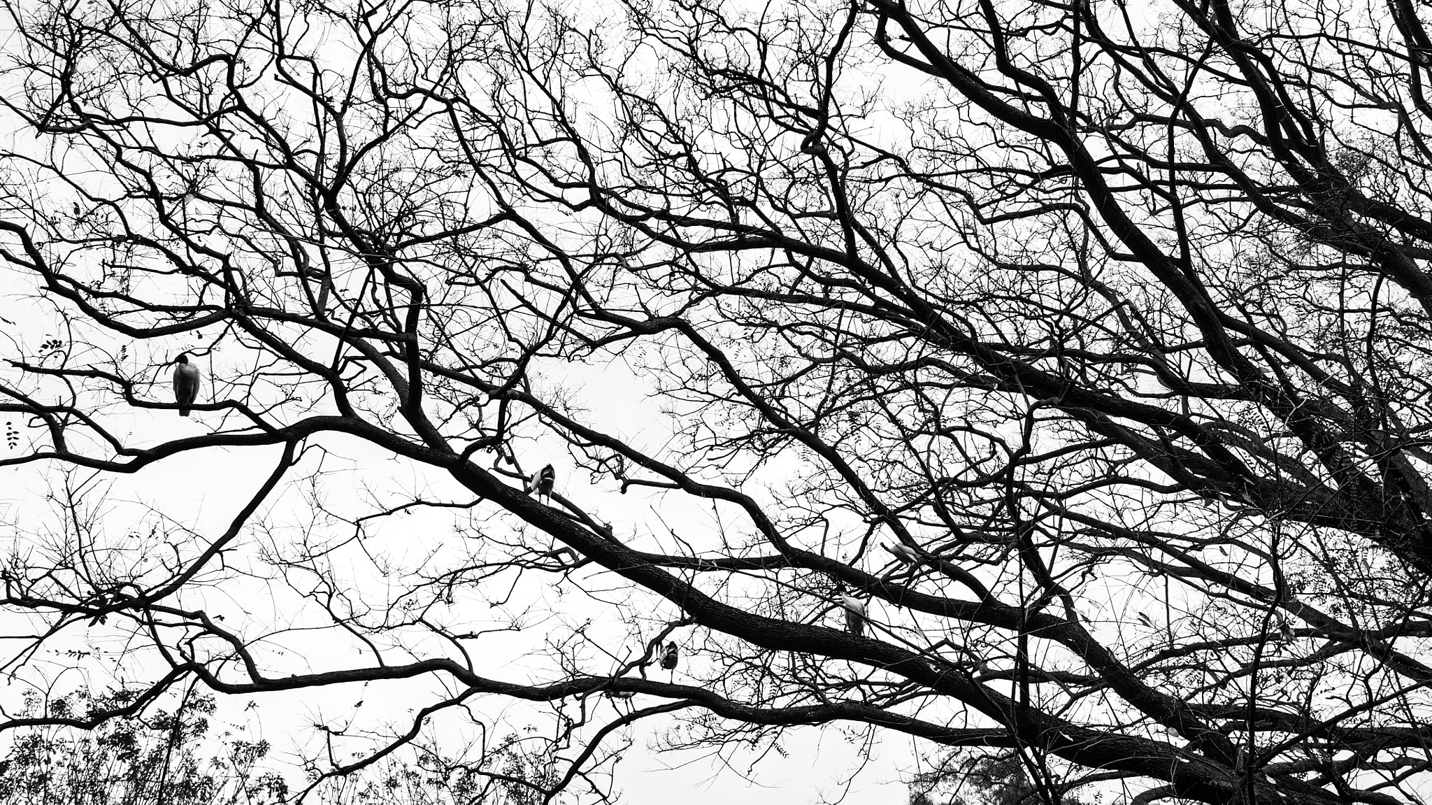 Sony Alpha NEX-5N + Sigma 19mm F2.8 EX DN sample photo. Trees and birds in sydney's botanic gardens photography