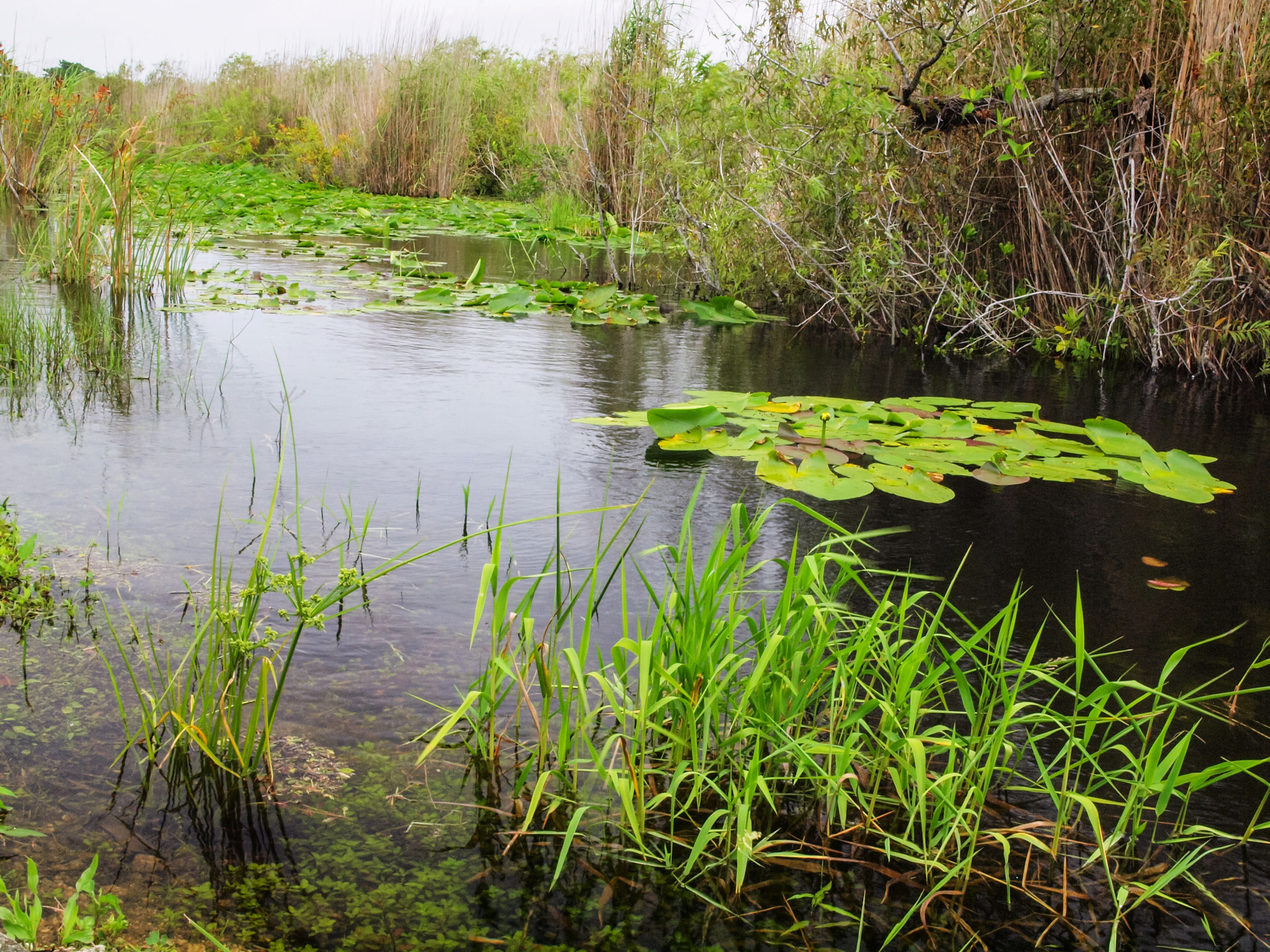 Olympus E-600 (EVOLT E-600) + OLYMPUS 14-42mm Lens sample photo. Along the anhinga trail photography