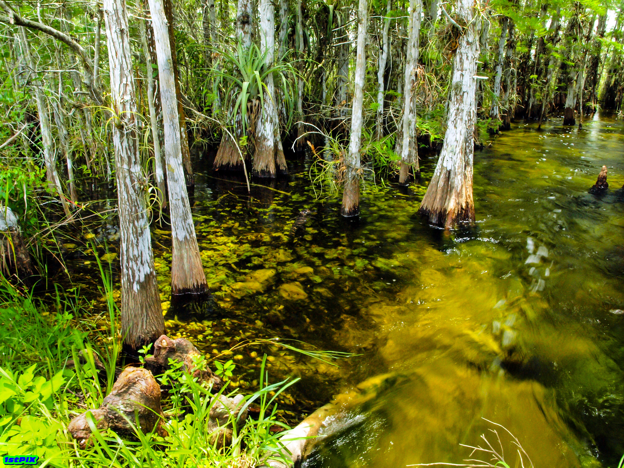 Olympus E-600 (EVOLT E-600) + OLYMPUS 14-42mm Lens sample photo. Must see roadside attraction in everglades photography