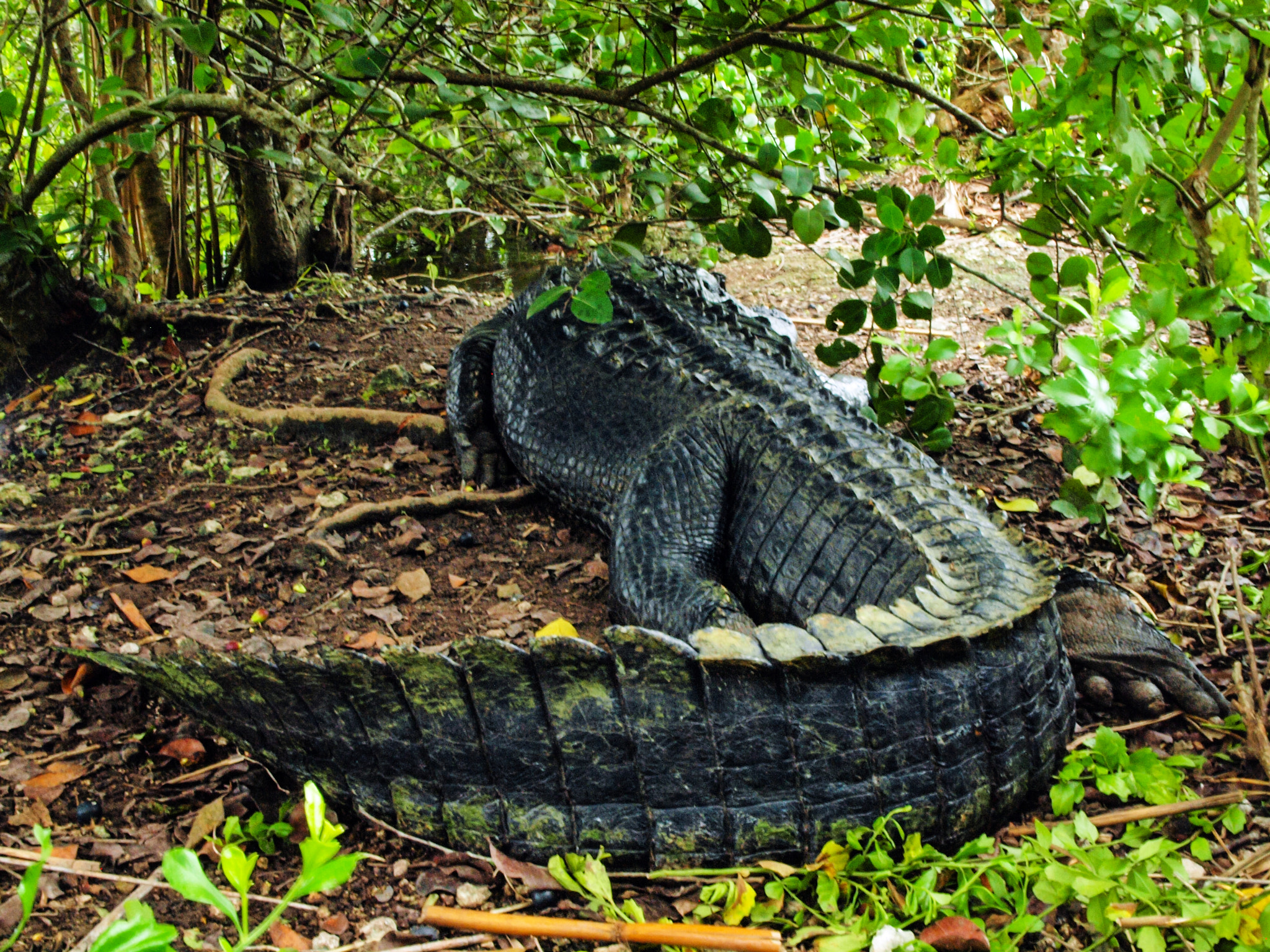 Olympus E-600 (EVOLT E-600) + OLYMPUS 14-42mm Lens sample photo. American alligator: everglades national park photography