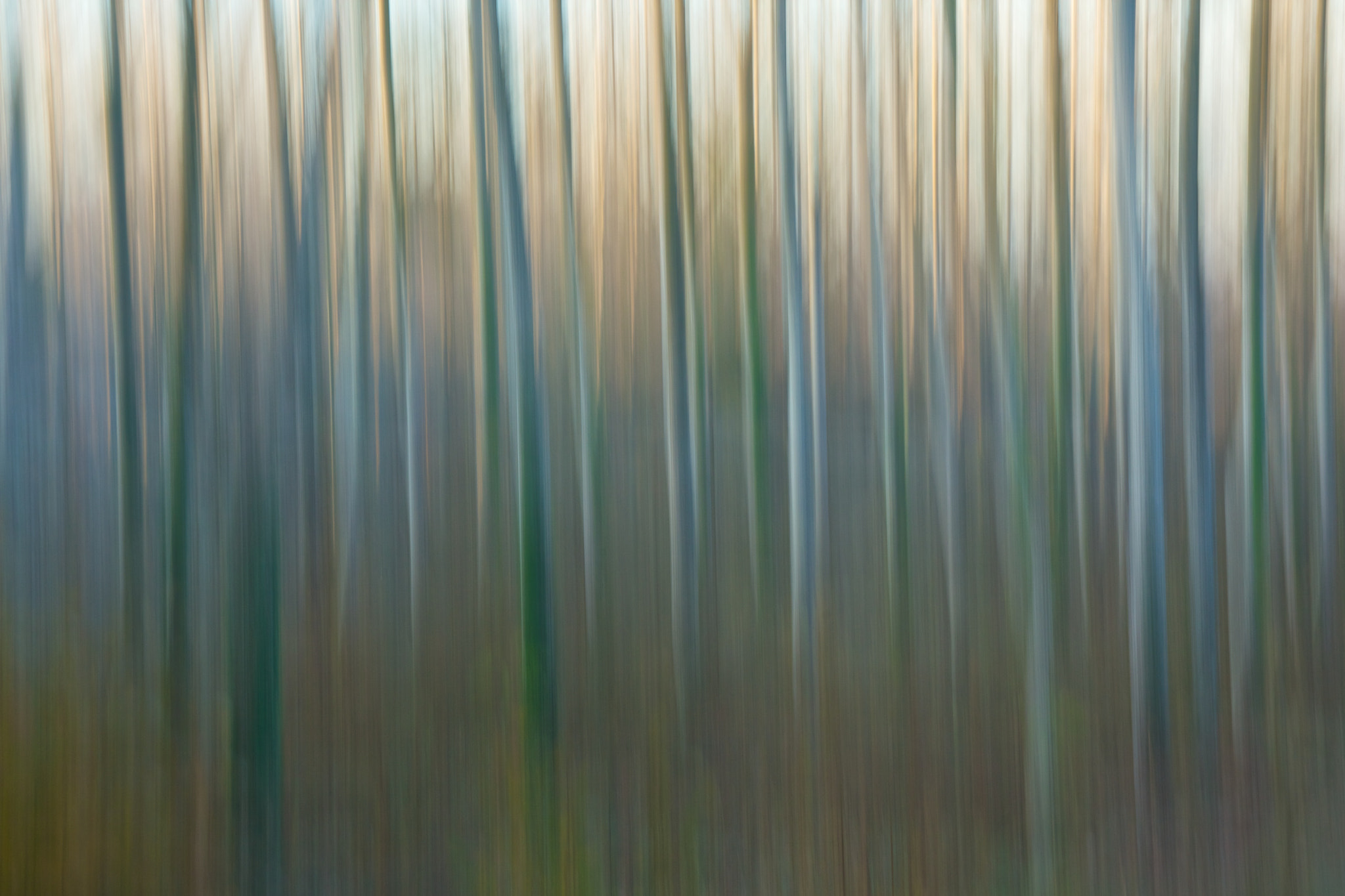 Sigma 17-70mm F2.8-4 DC Macro OS HSM sample photo. Dancing trees photography