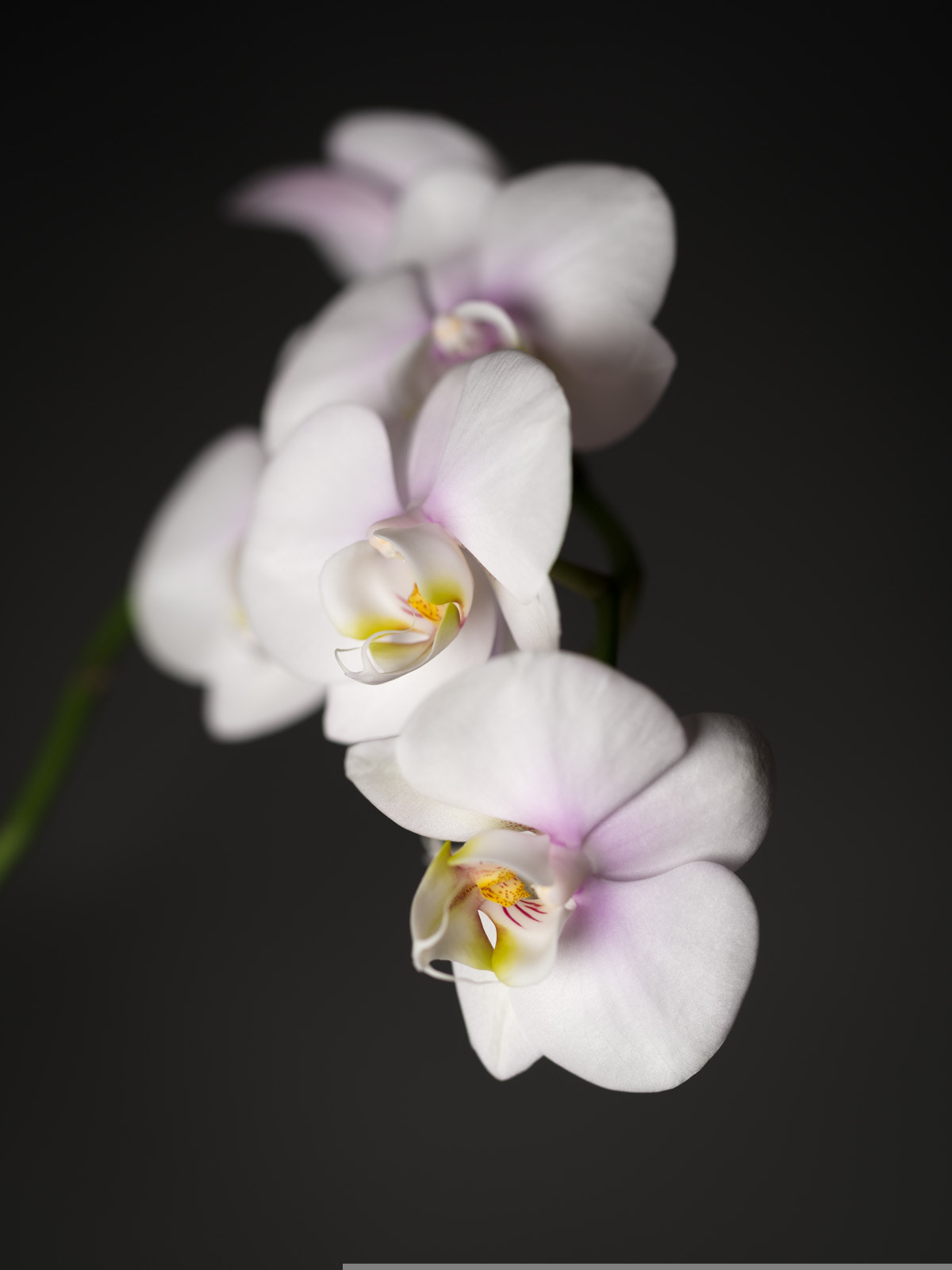 Pentax 645Z + HD Pentax D FA 645 Macro 90mm F2.8 ED AW SR sample photo. Portrait of an orchid photography