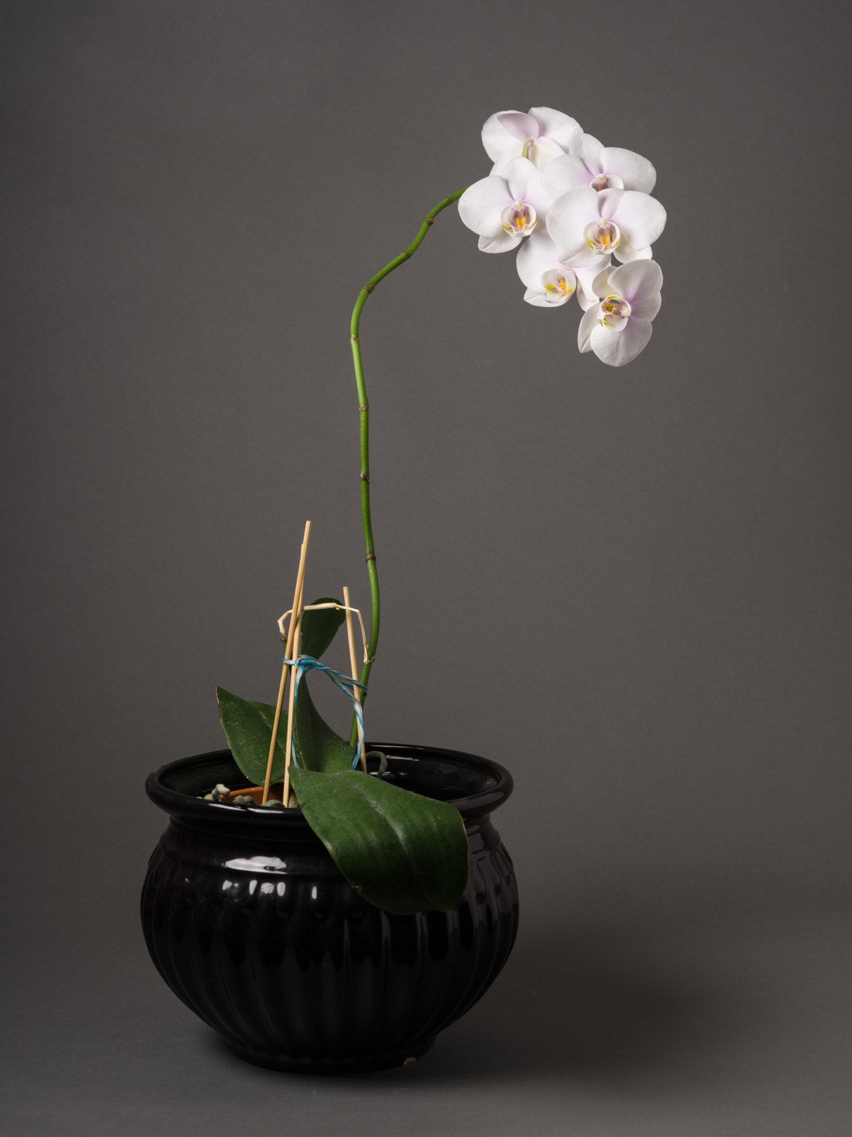 Pentax 645Z + HD Pentax D FA 645 Macro 90mm F2.8 ED AW SR sample photo. Portrait of an orchid photography