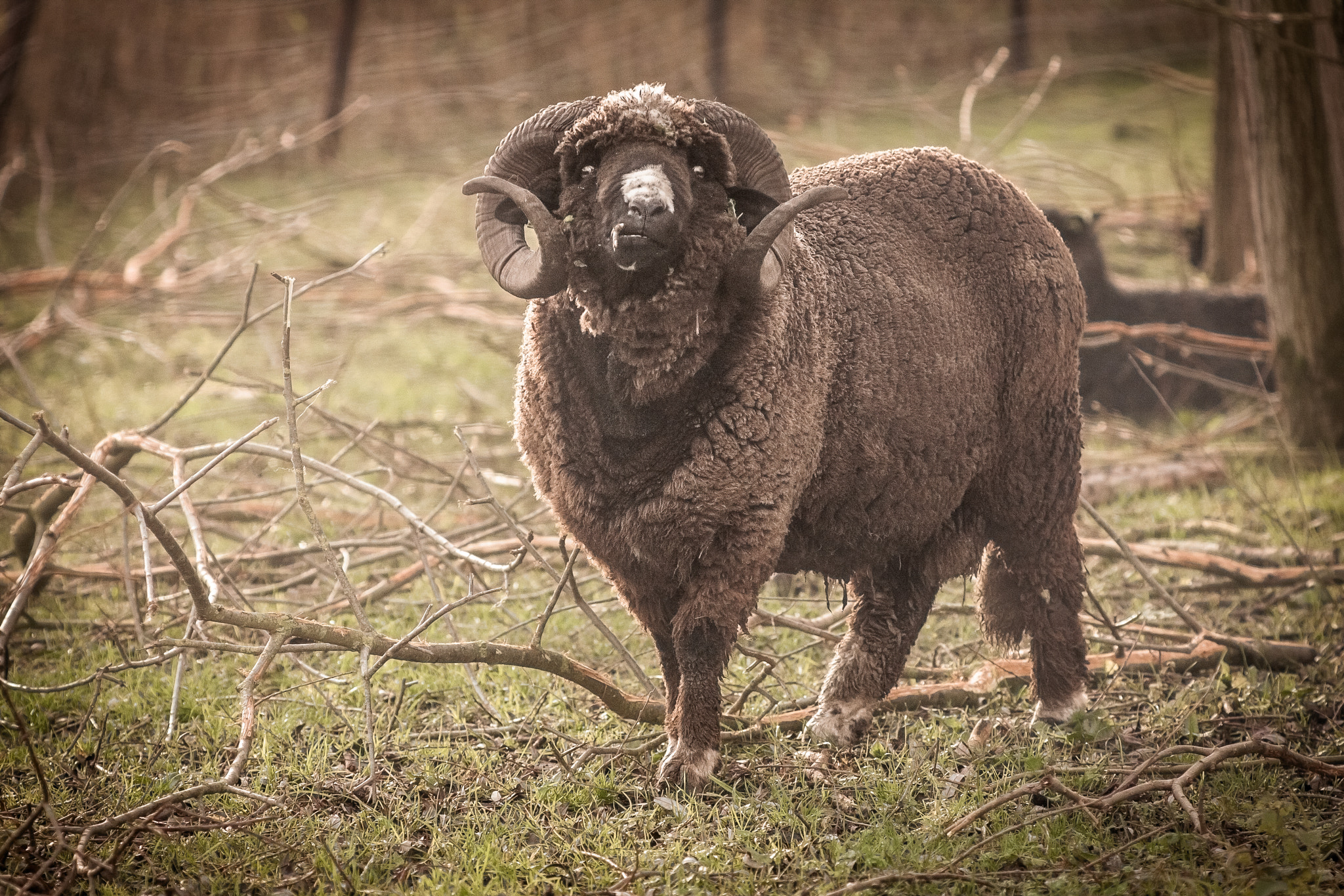 Canon EOS 40D + Canon EF 135mm F2.8 SF sample photo. Ouessant sheep photography