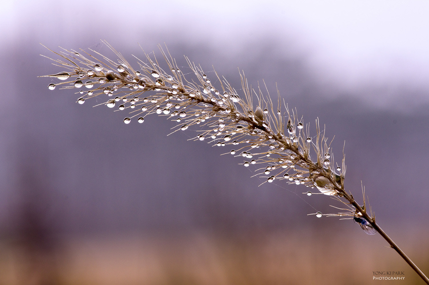 Pentax smc D-FA 100mm F2.8 macro sample photo. Tears of autumn photography