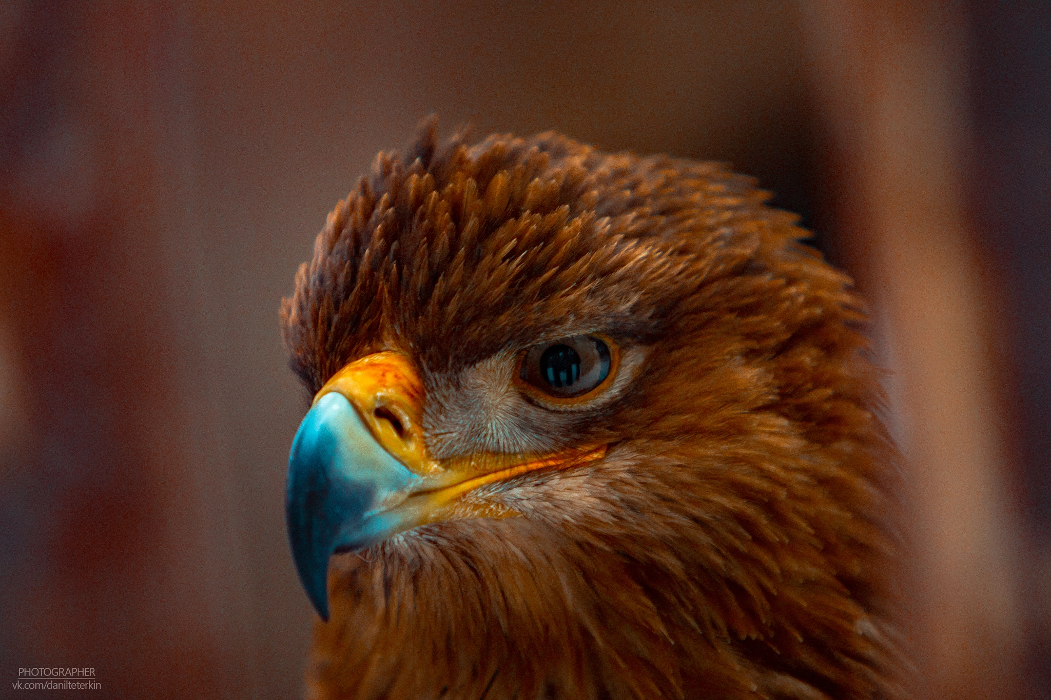 Canon EF 70-200mm F2.8L IS USM sample photo. Eagle photography