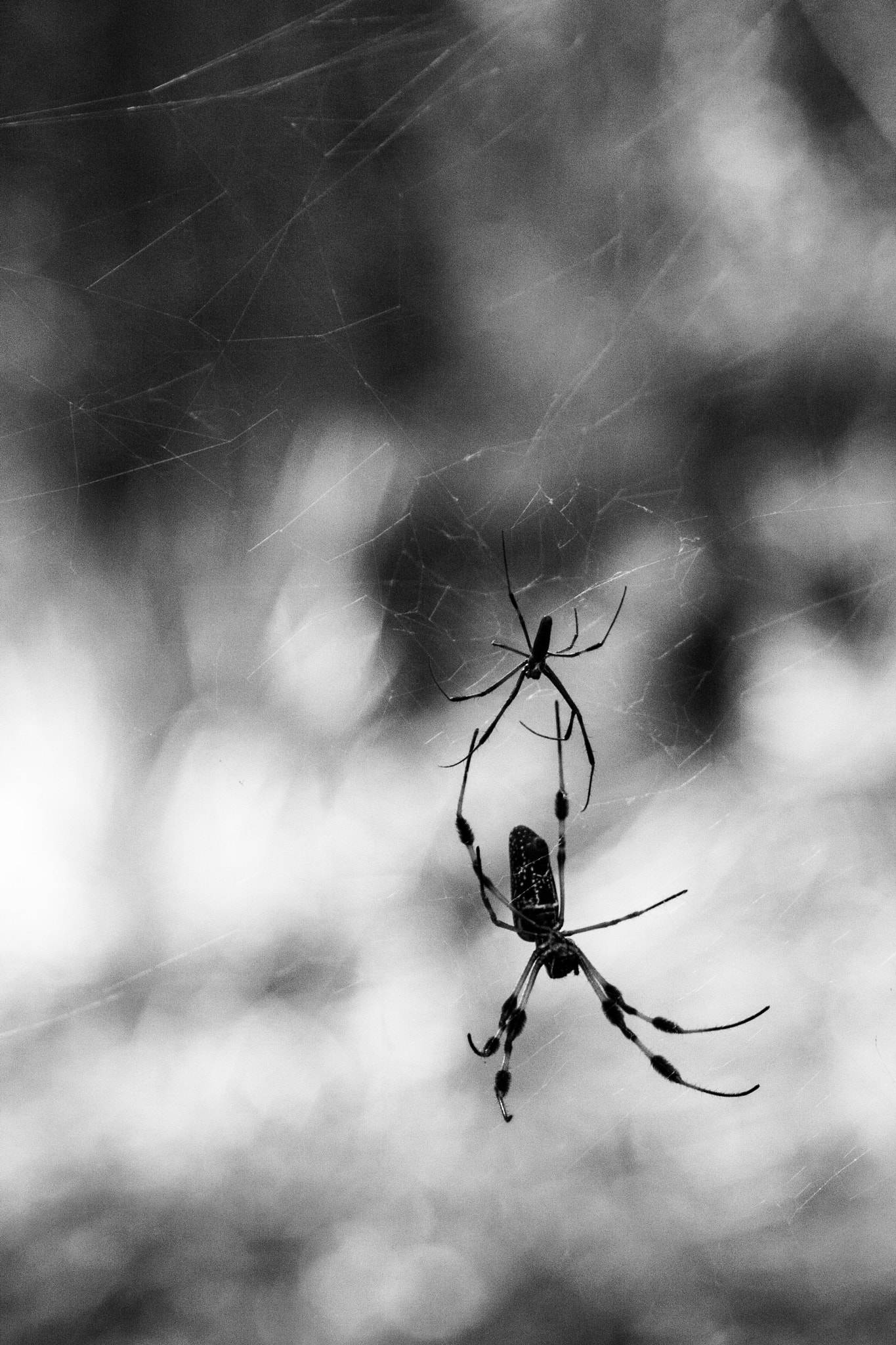 Canon EF 28-105mm f/3.5-4.5 USM sample photo. Silk spider 2 photography