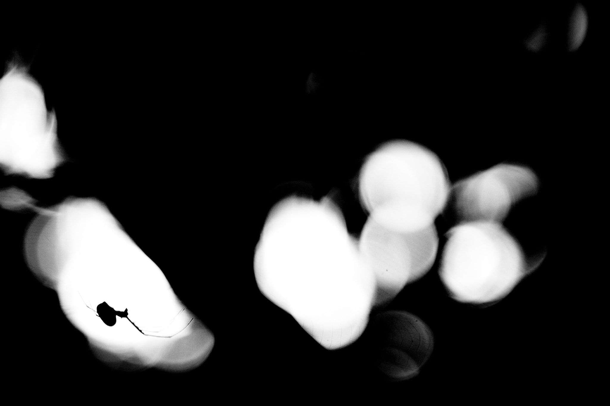 Canon EF 28-105mm f/3.5-4.5 USM sample photo. Spider in the corner photography