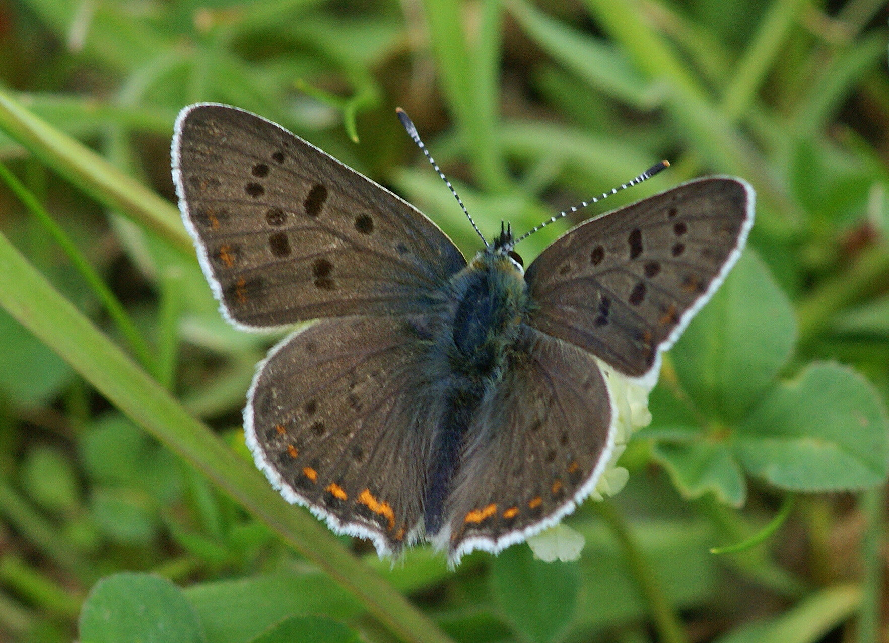 Sony Alpha DSLR-A350 + Sony 100mm F2.8 Macro sample photo. İsli bakır ( lycaena tityrus ) photography