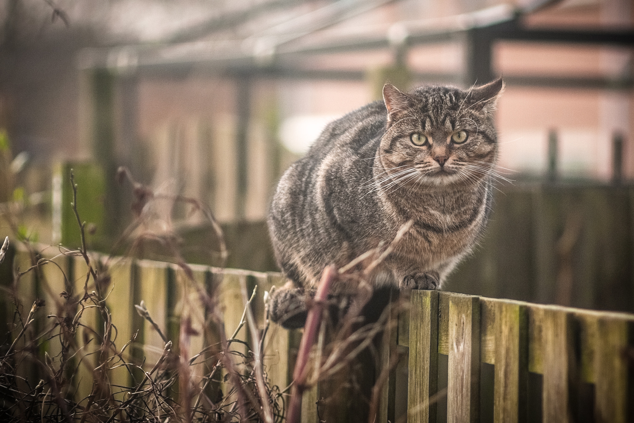 Canon EF 135mm F2.8 SF sample photo. Visitor photography