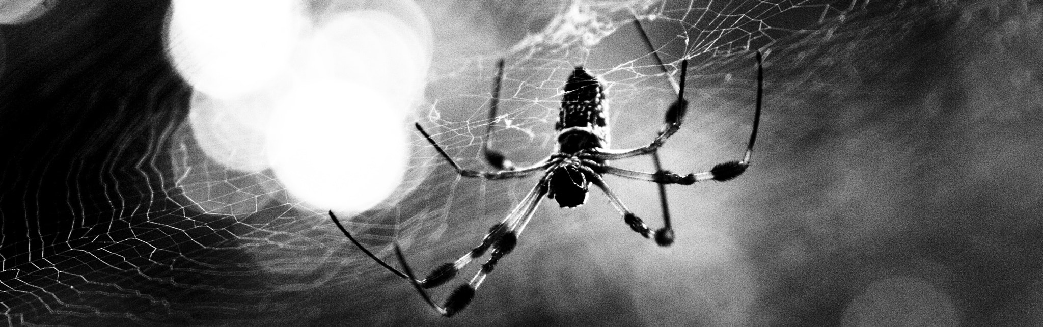 Canon EF 28-105mm f/3.5-4.5 USM sample photo. Wide orbweaver photography