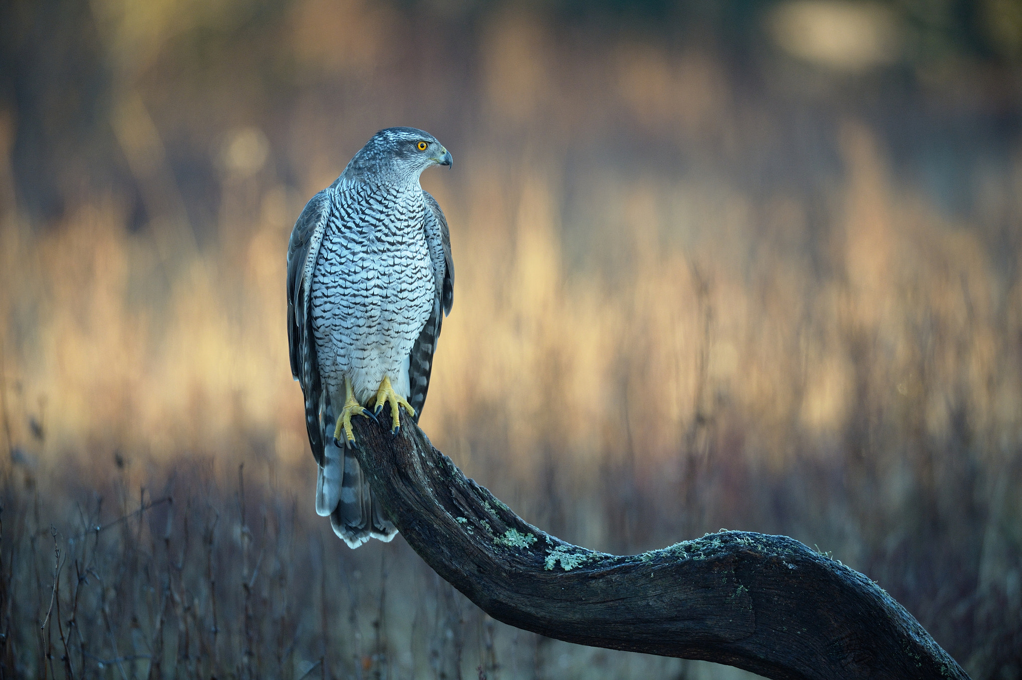 Nikon AF-S Nikkor 500mm F4D ED-IF II sample photo. Northern goshawk photography