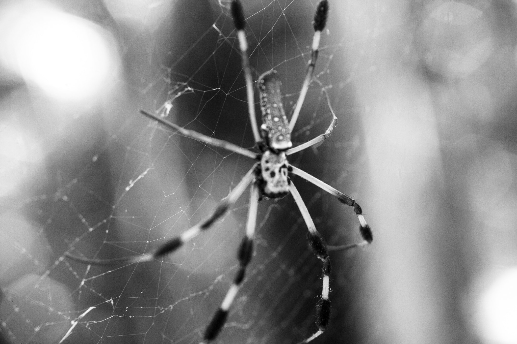 Canon EOS 40D + Canon EF 50mm F2.5 Macro sample photo. Orb weaver on web photography