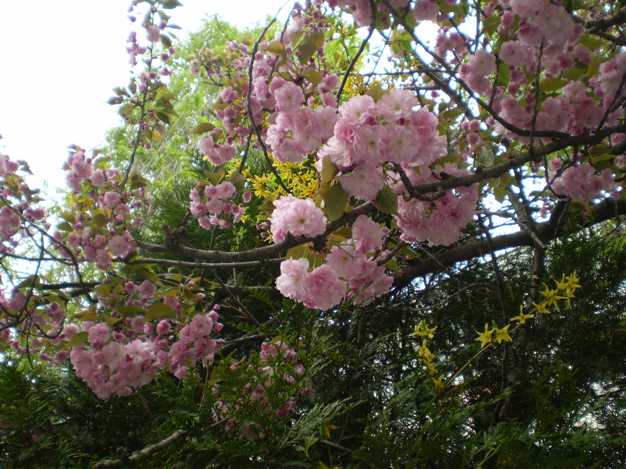 Olympus FE210,X775 sample photo. Cherry  blossom_2 photography