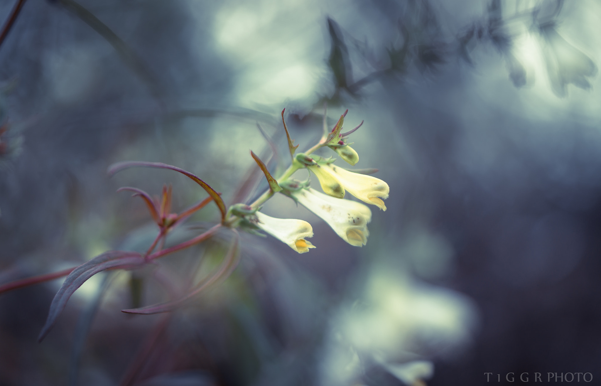 Samsung NX 60mm F2.8 Macro ED OIS SSA sample photo. Screaming photography