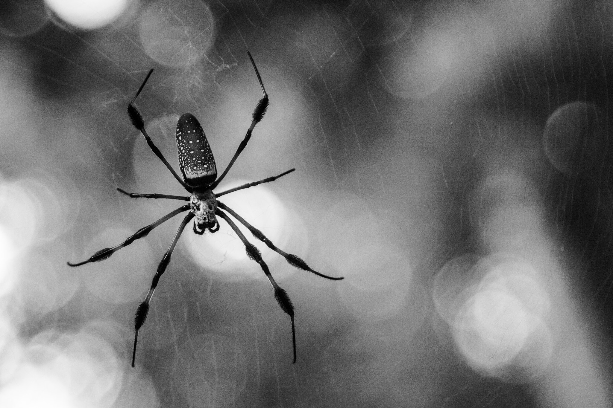 Canon EF 28-105mm f/3.5-4.5 USM sample photo. Spider photography