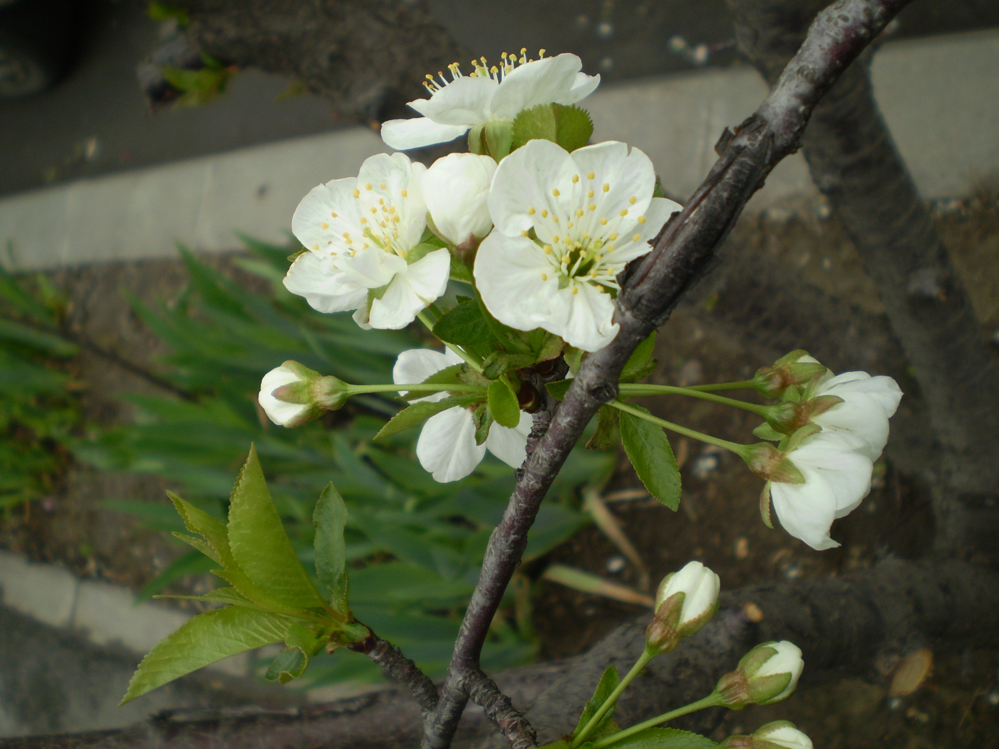 Olympus FE210,X775 sample photo. Spring photography