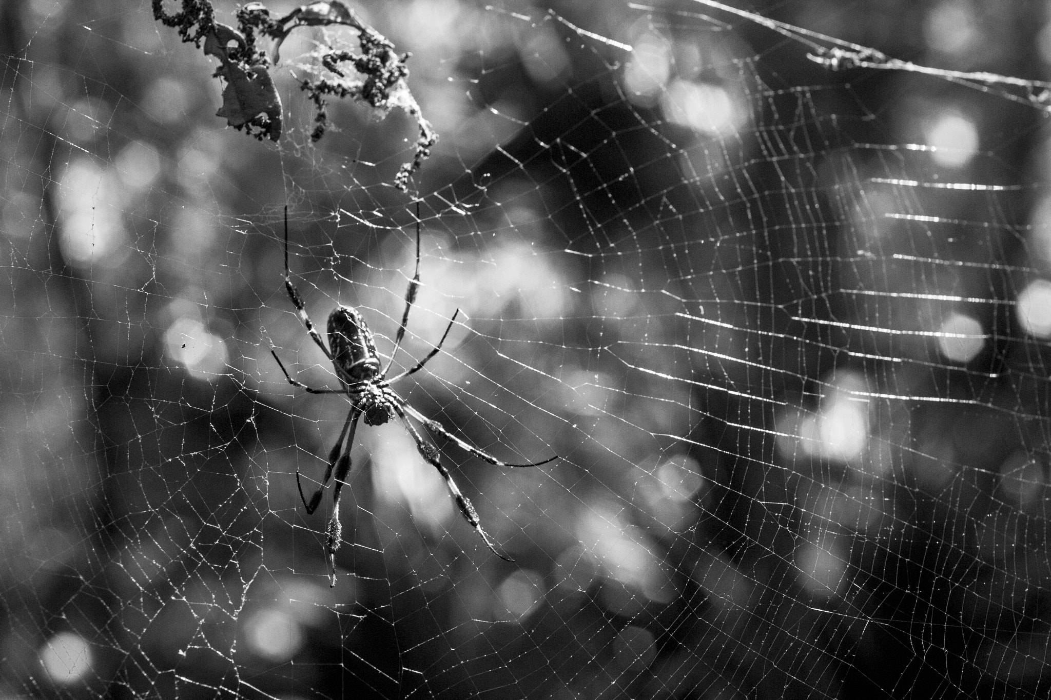Canon EOS 40D + Canon EF 50mm F2.5 Macro sample photo. Spider 9 photography