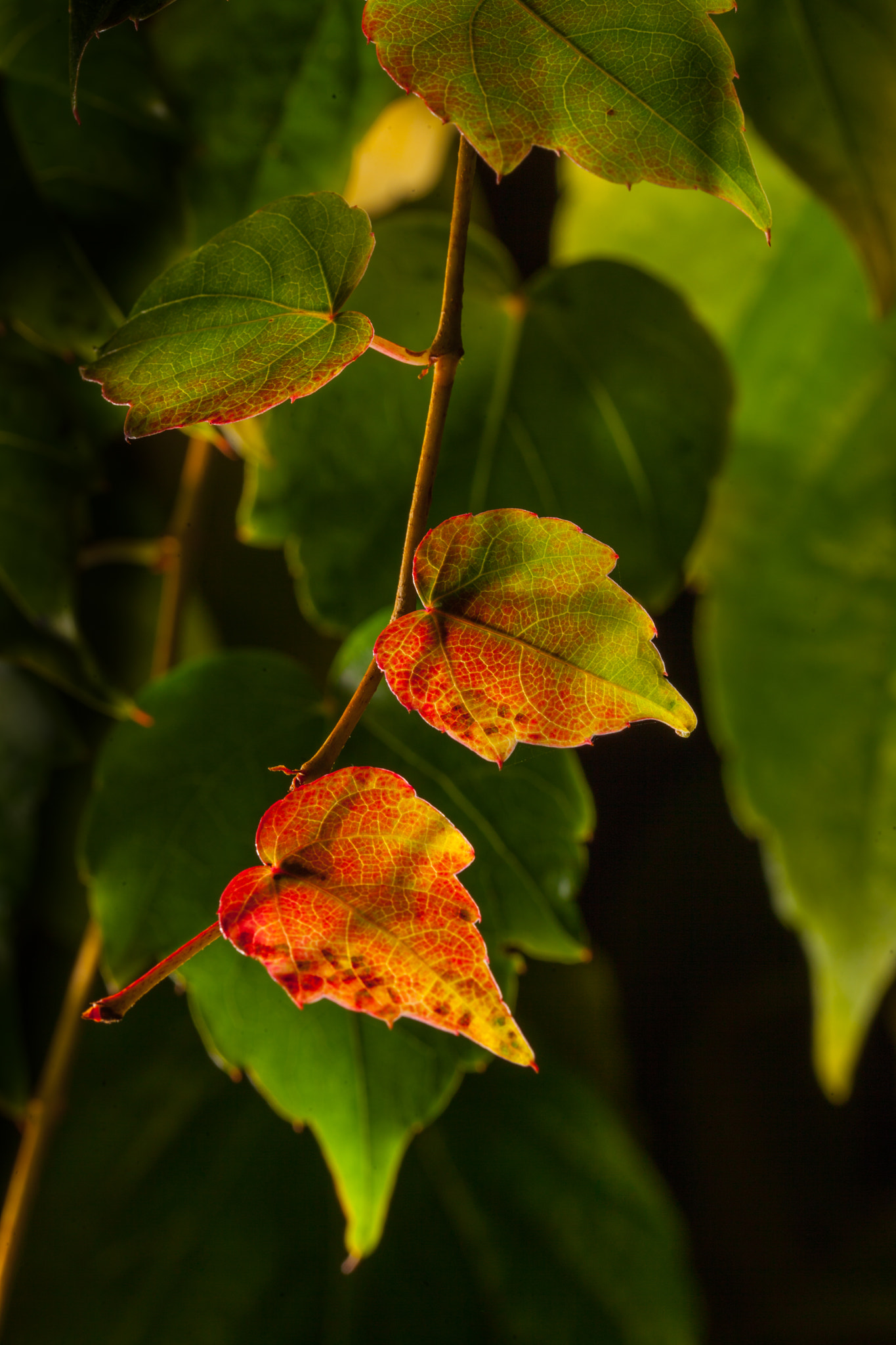 Sigma 105mm F2.8 EX DG OS HSM sample photo. Virginia creeper - earlier this yr (img_9880.jpg) photography